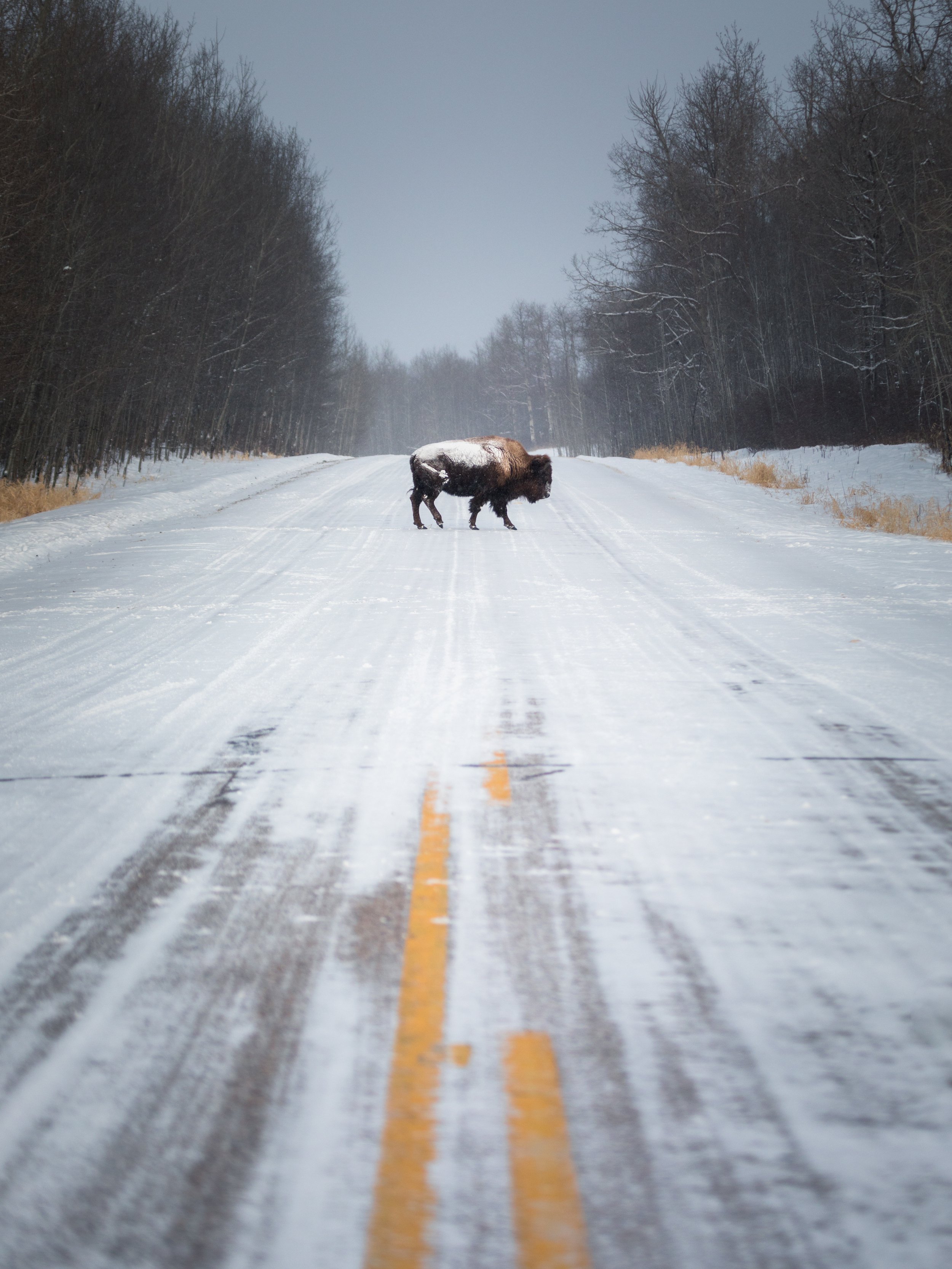 2020-02-07 - Bison x.jpg