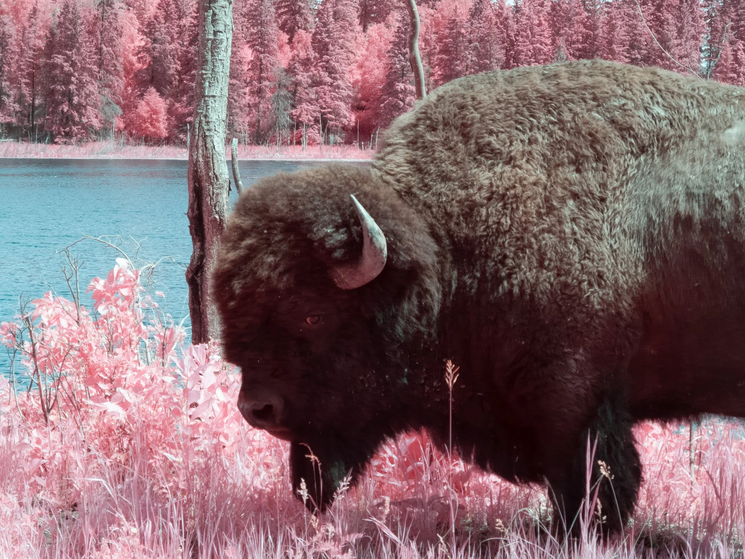 2026-06-25 - IR-4.jpg