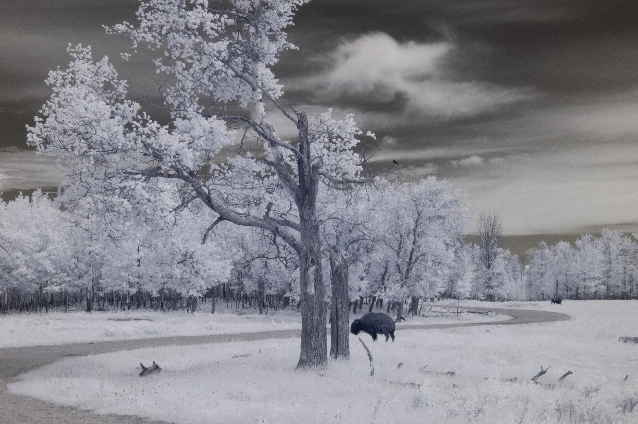 2026-05-17 - IR-12.jpg