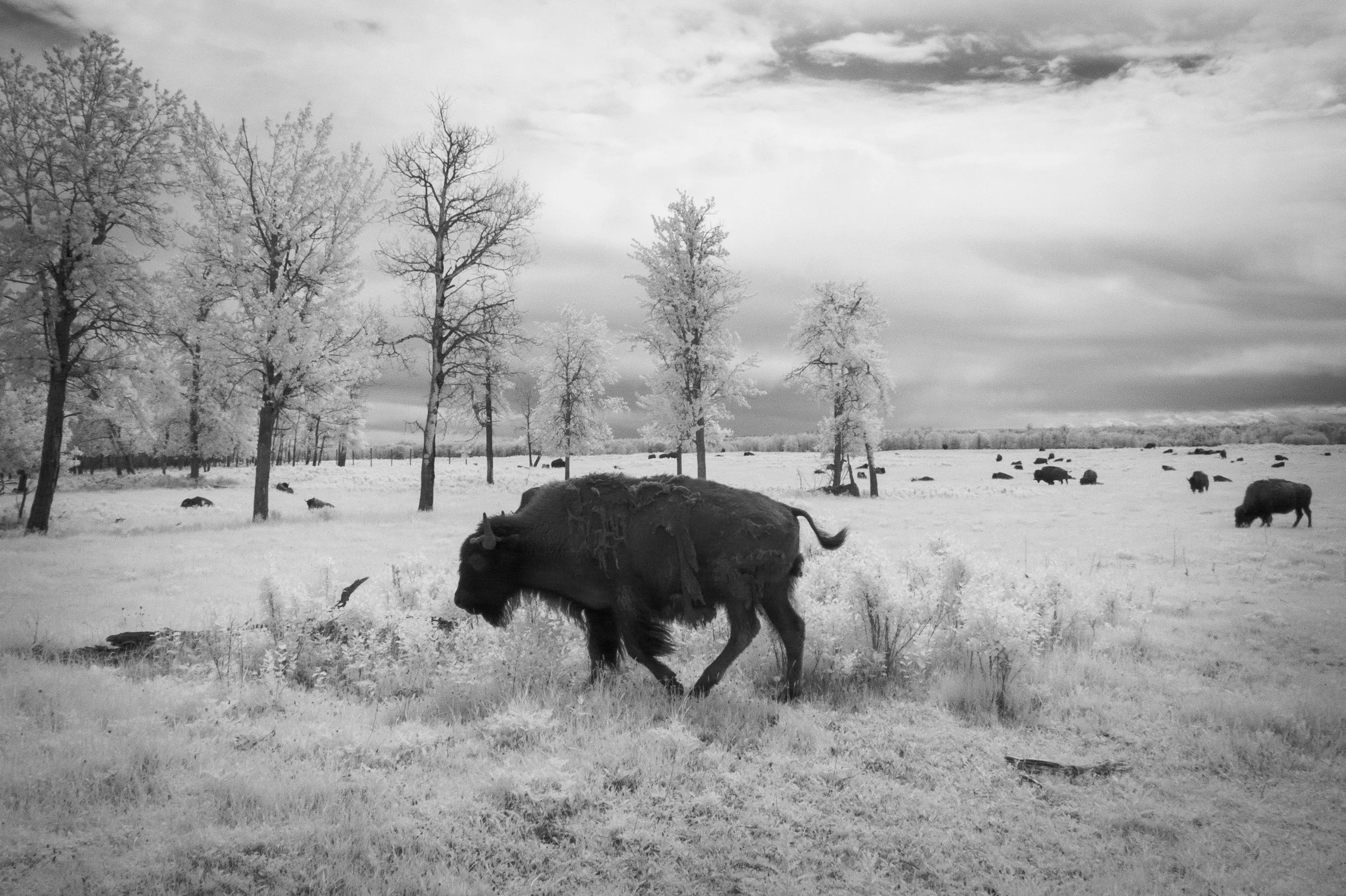 2026-05-17 - IR-3.jpg