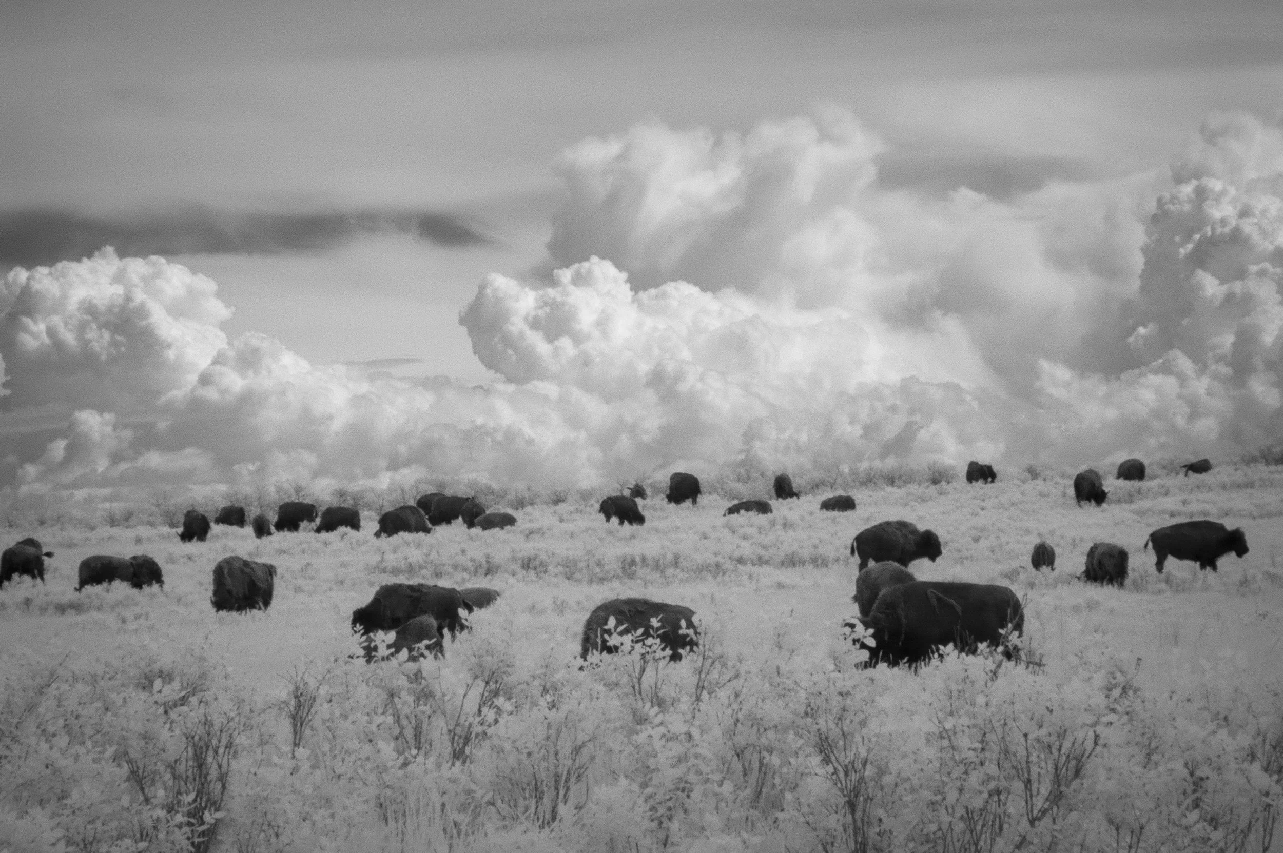 2026-05-17 - IR-8 copy.jpg