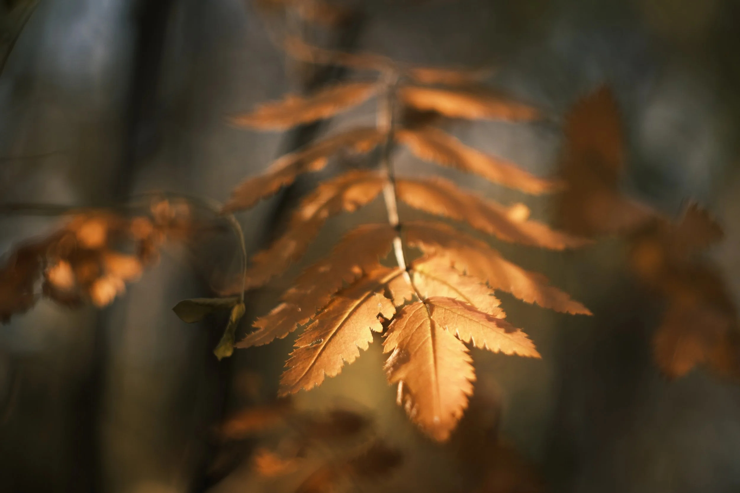 2025-09-03 - Leafz-5.jpg