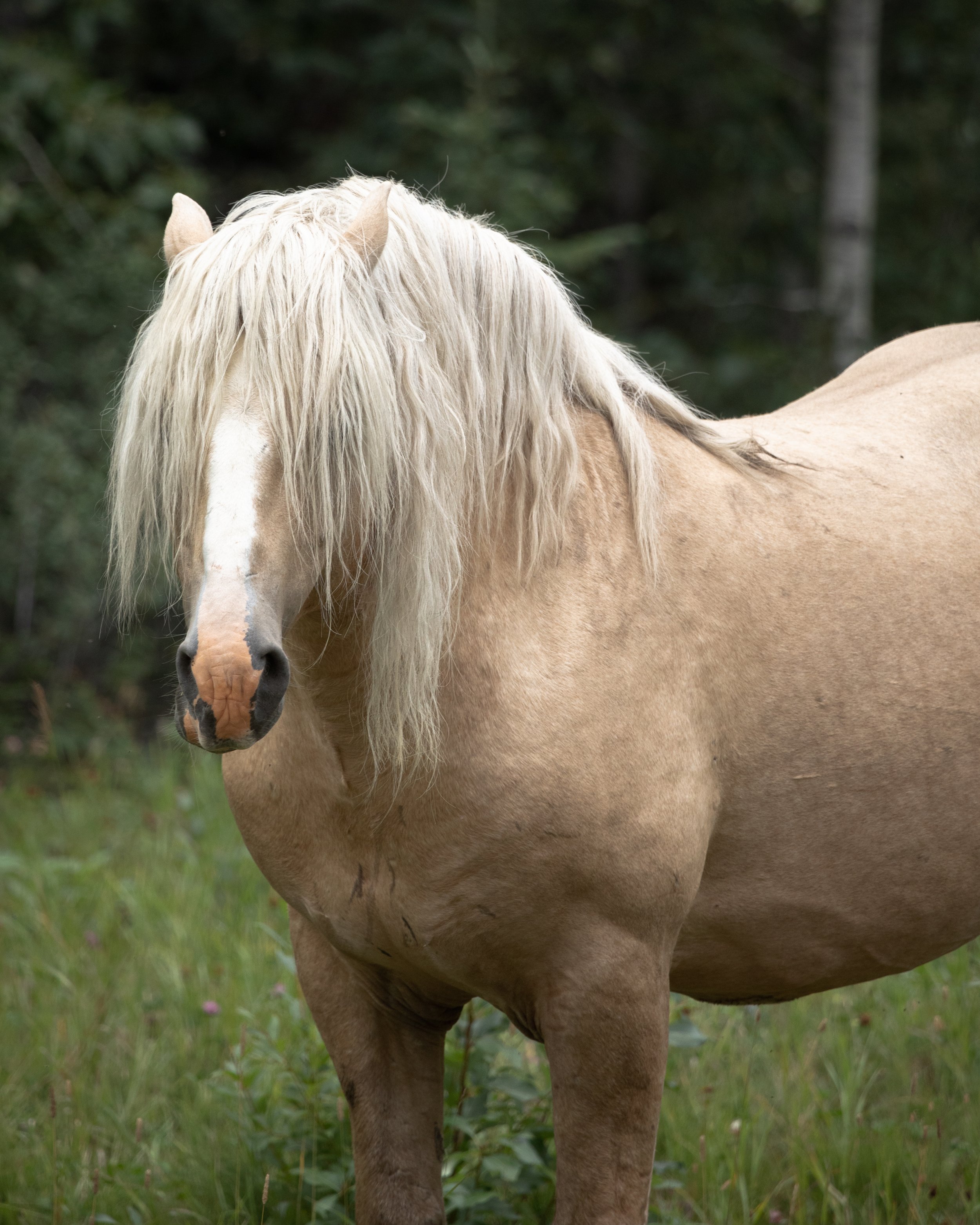 2021-08-22 - Buff Horse.jpg