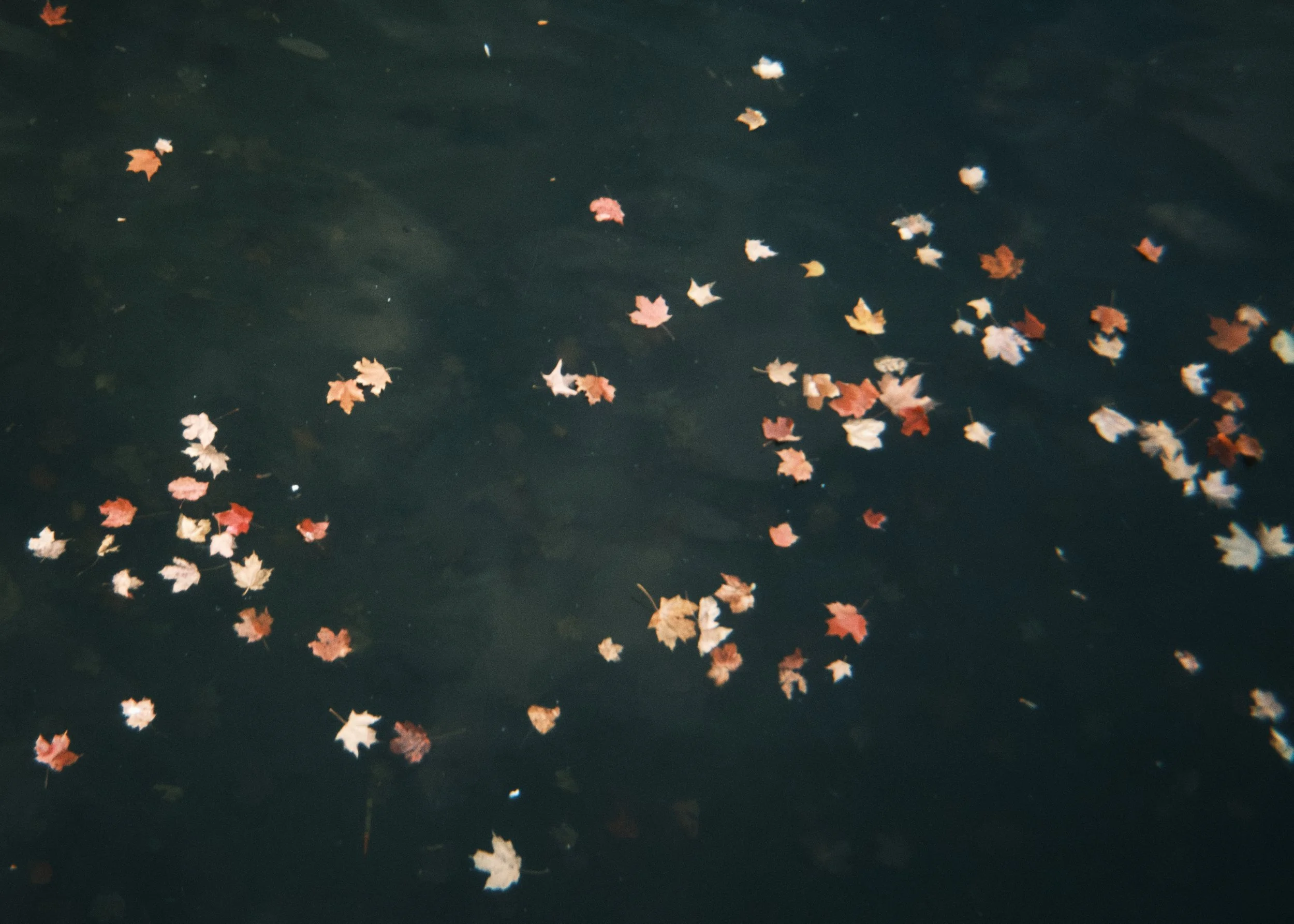 2025-09-03 - Leaves.jpg