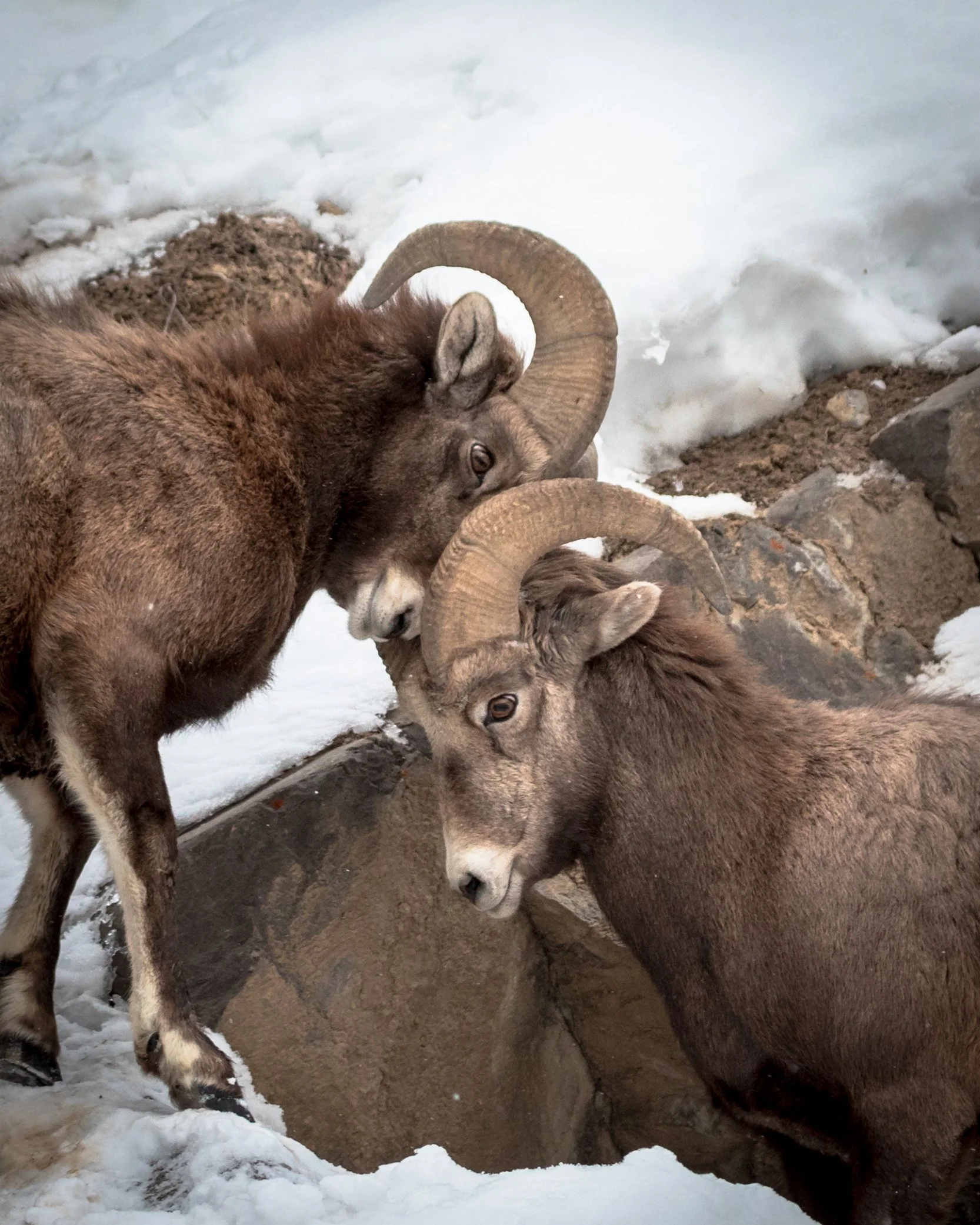  2021-01-17 Sheep ii.jpg