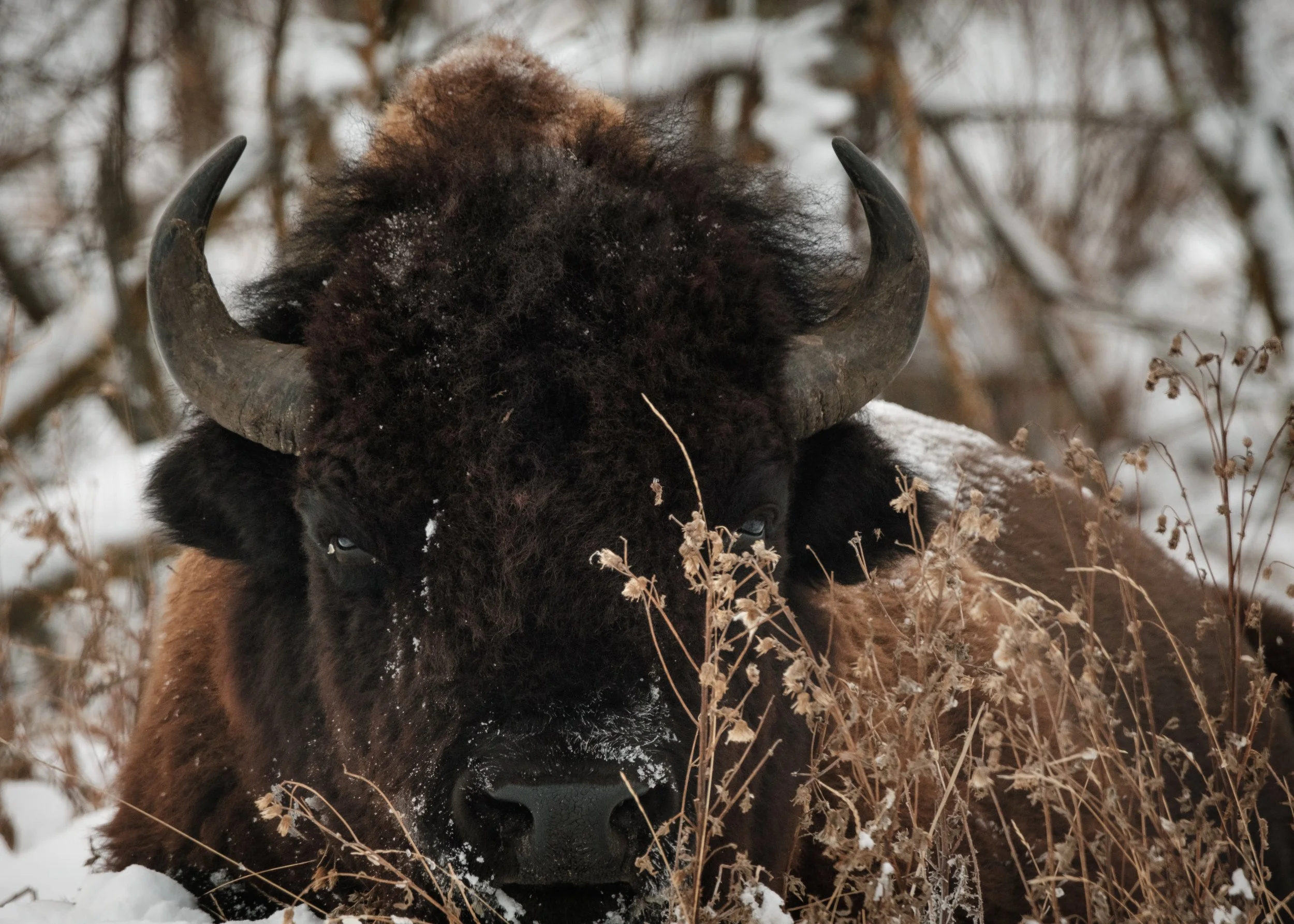 2025-12-09 - Bis-17.jpg