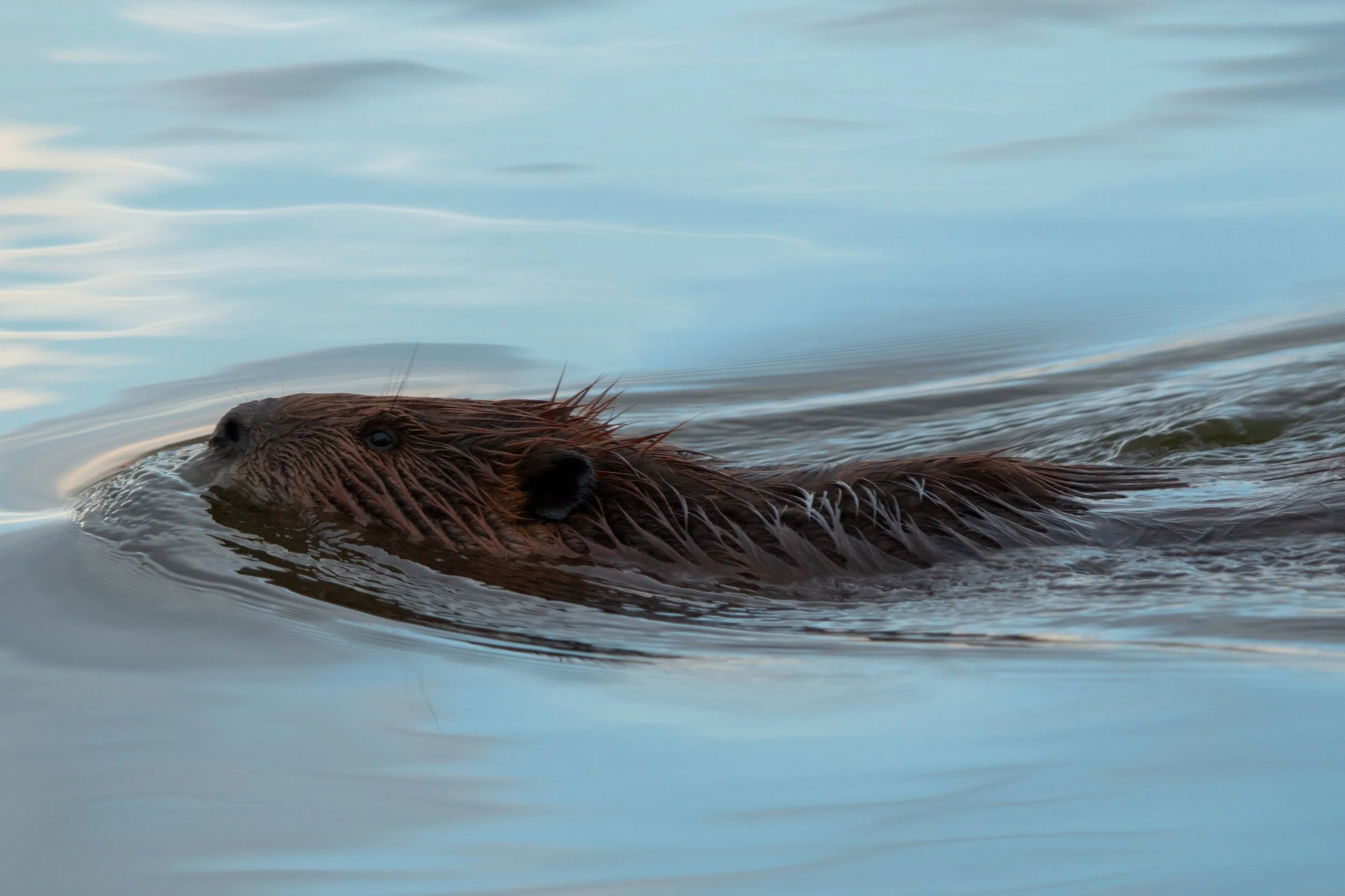 2019-12-30 - Beaver.jpg
