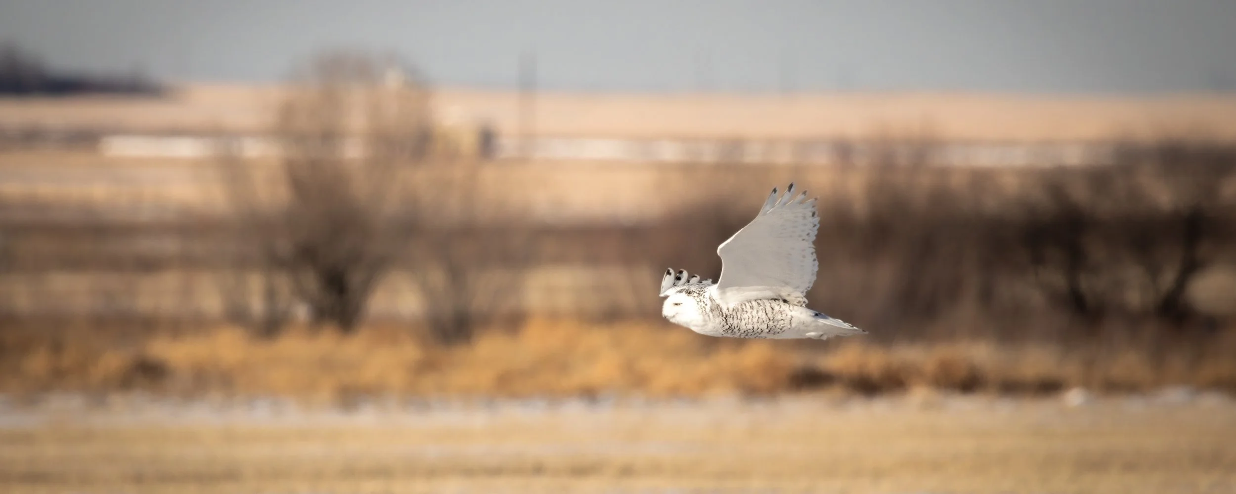 2021-12-20 - Owl.jpg