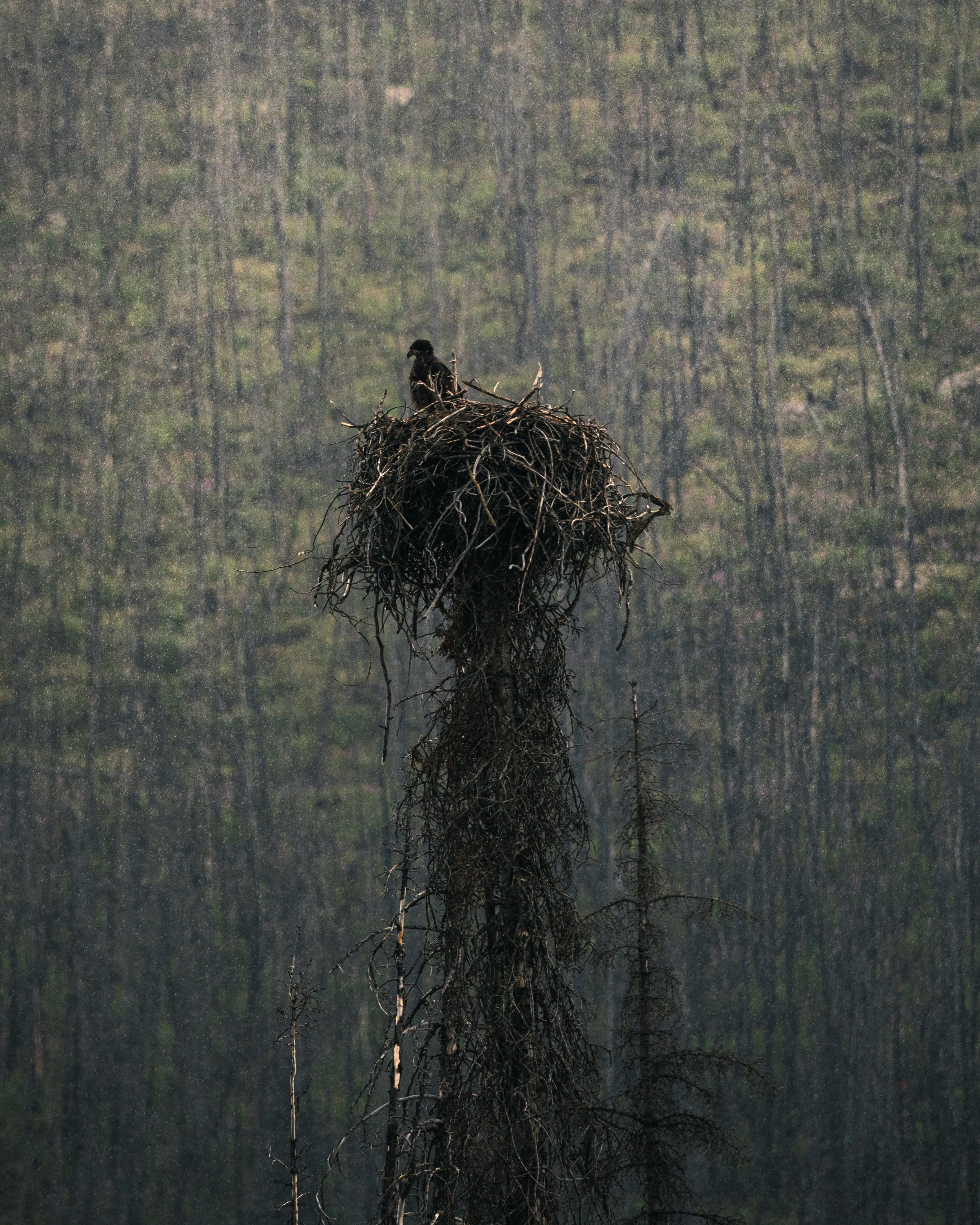 2022-03-27 - Eagle.jpg