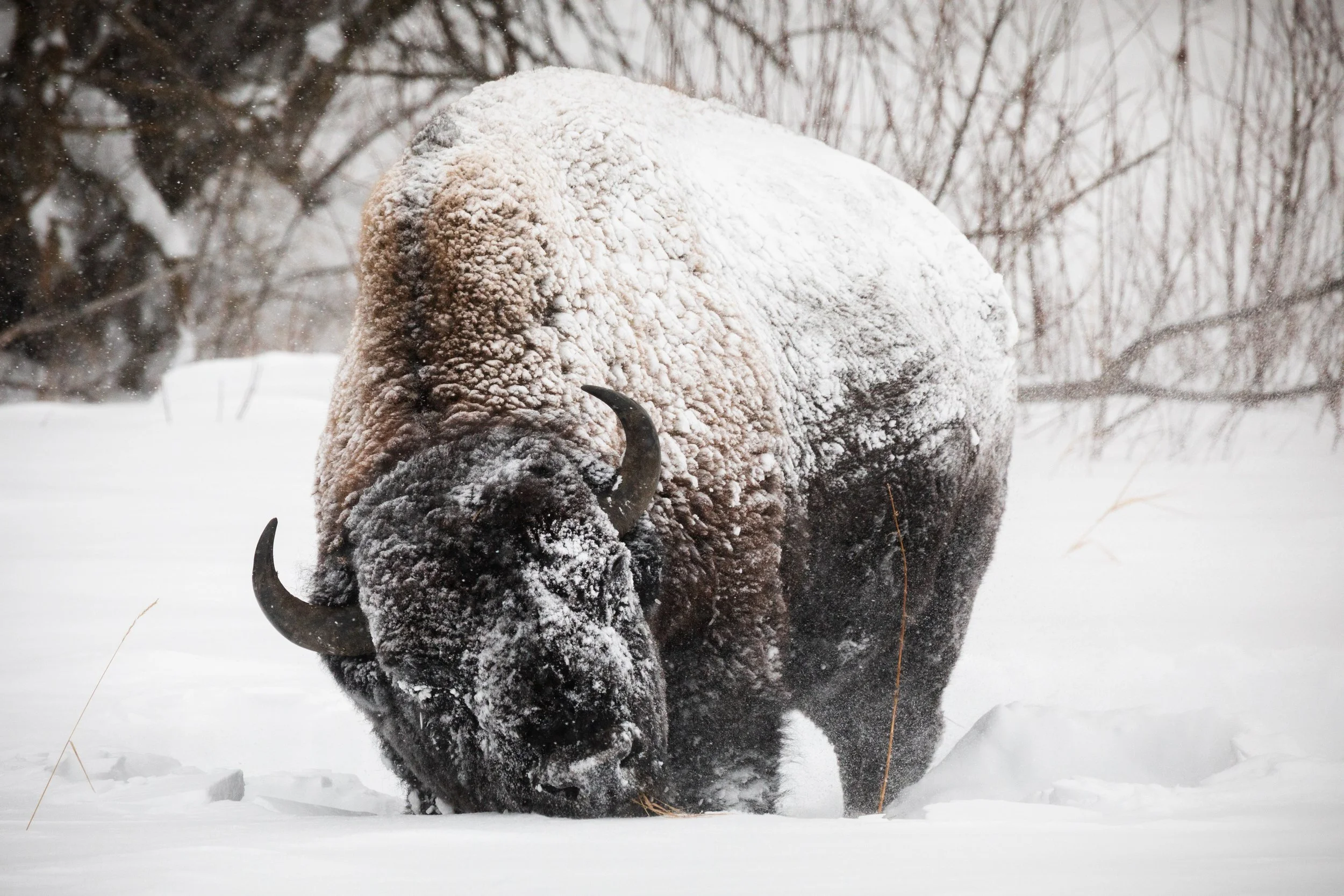 2025-12-27 - Bison-3.jpg