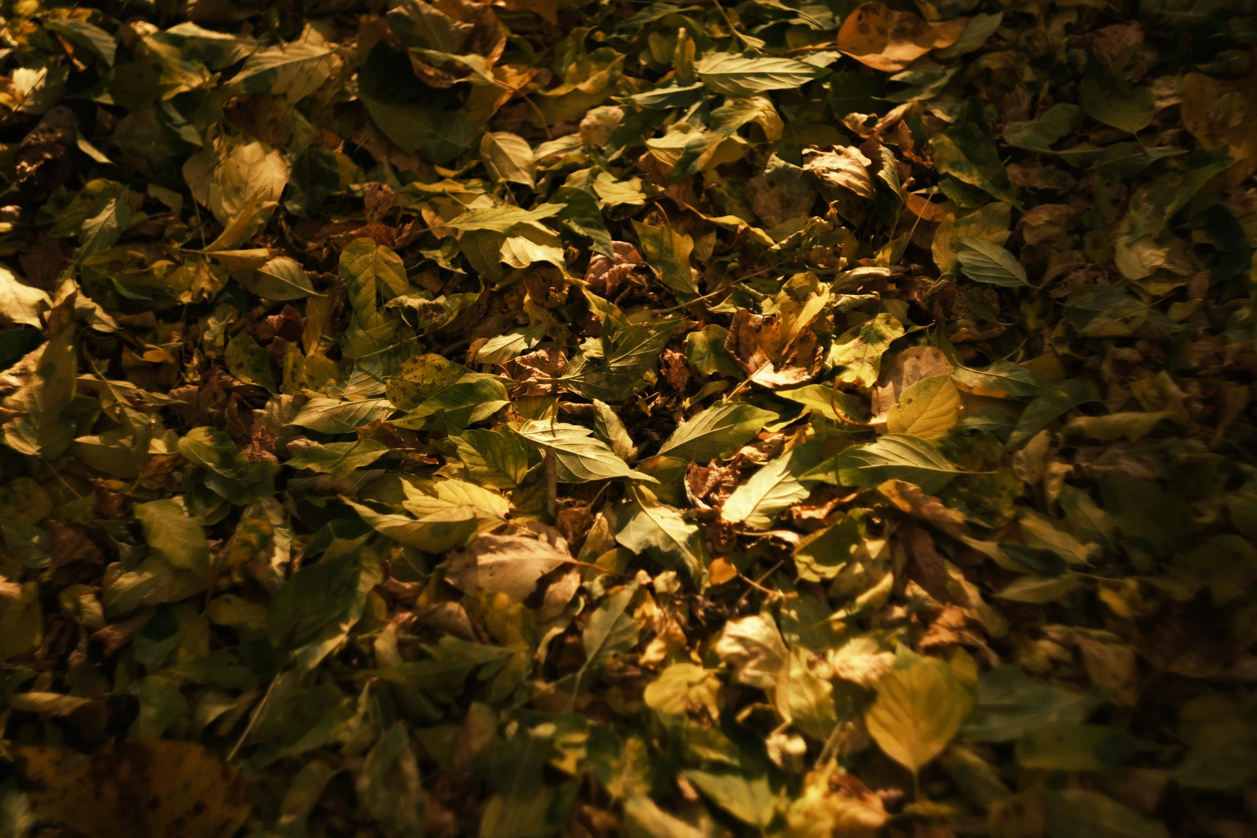 2025-09-03 - Leafz-4.jpg