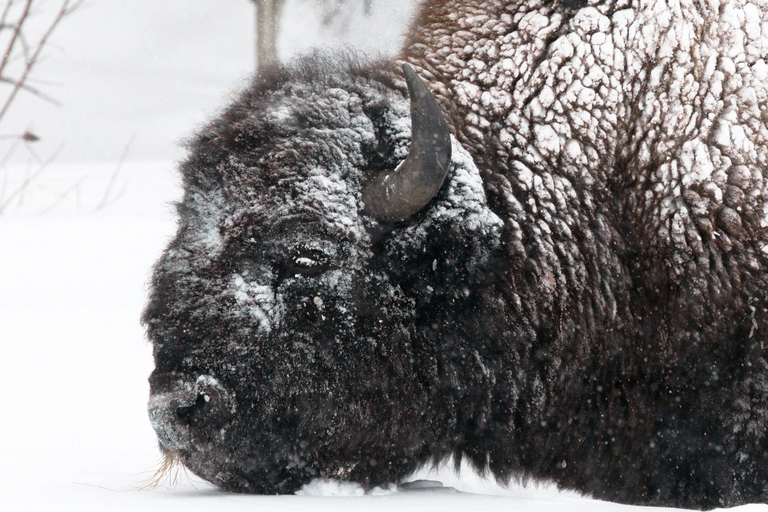 2025-12-27 - Bison-2.jpg