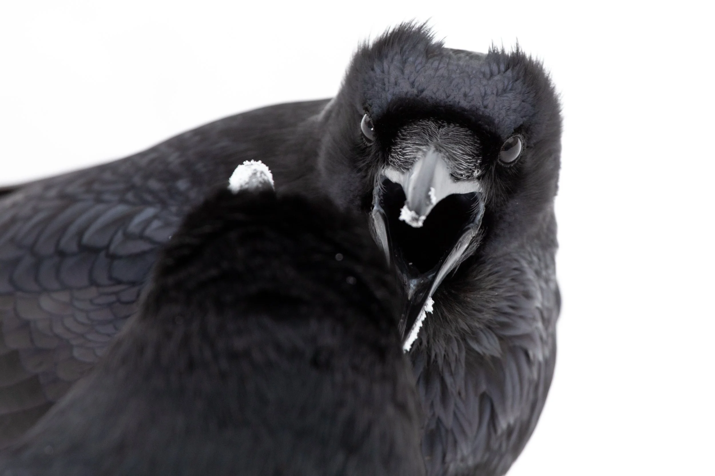 Banff National Park, AB