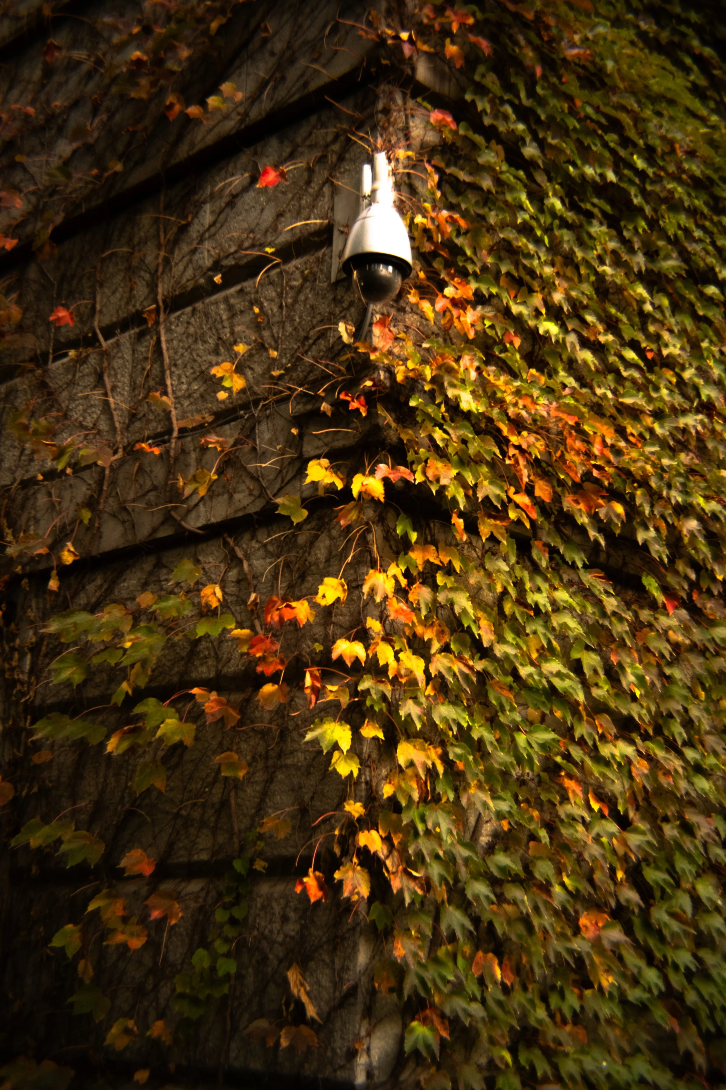 2025-12-12 - MTLMOR.jpg