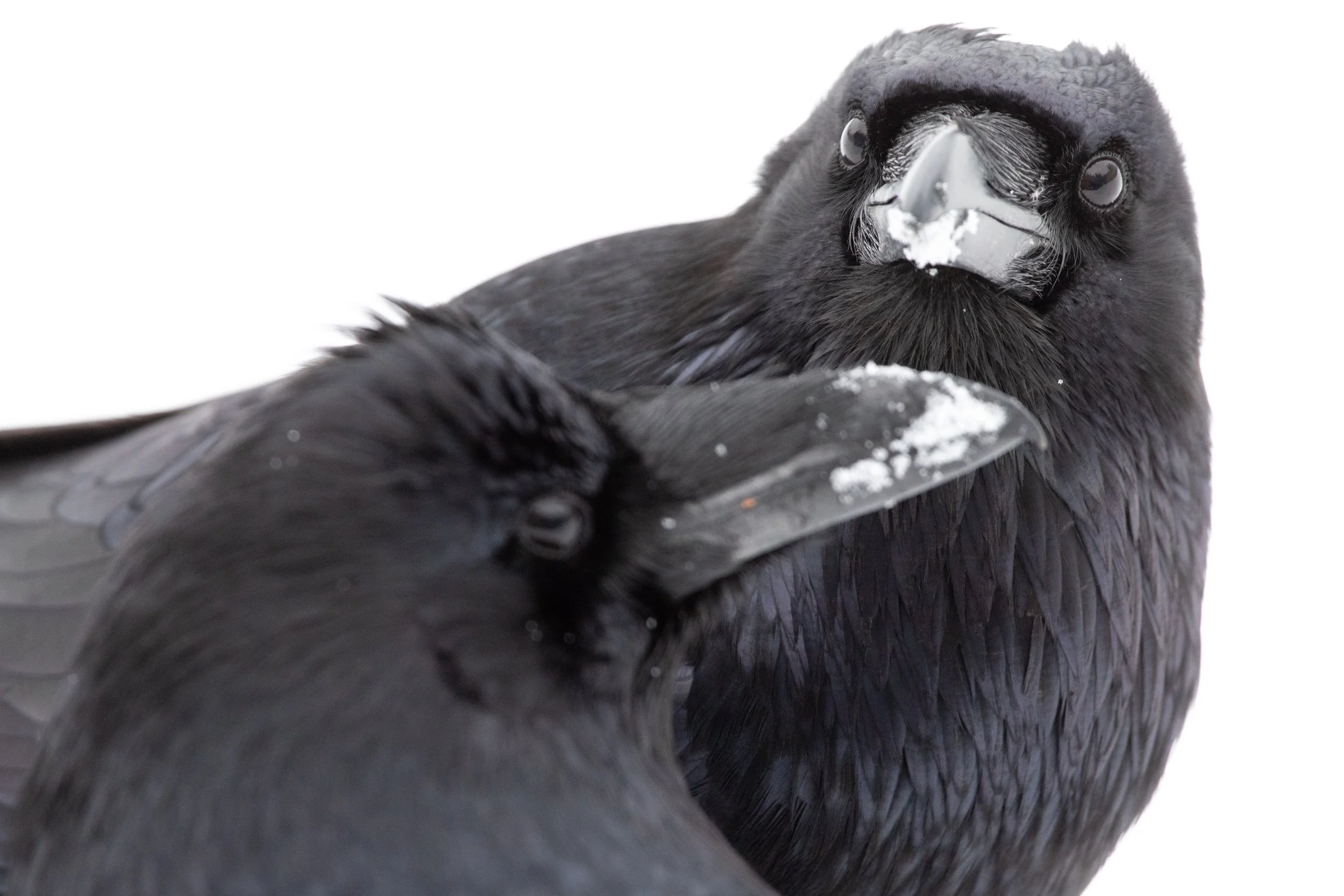 2025-12-27 - Bison-10.jpg