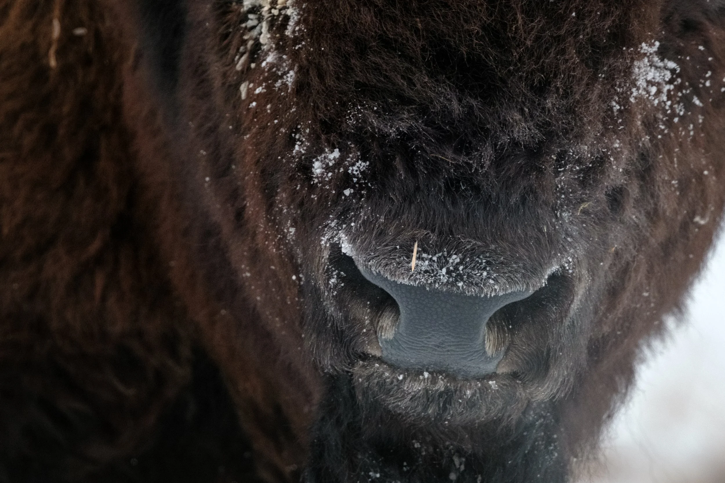 2025-12-09 - Bis-2.jpg