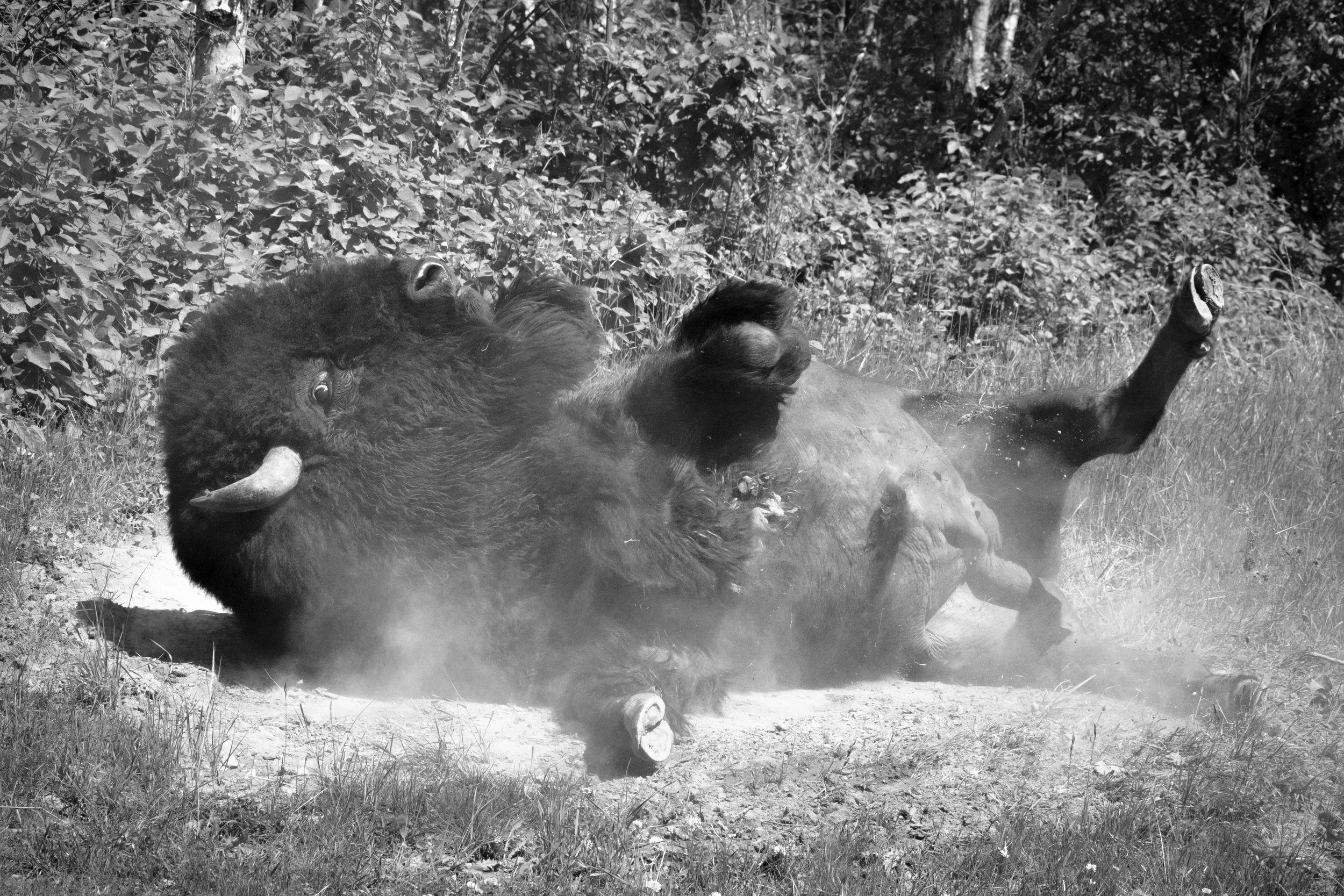 2026-07-03 - IRBison-5.jpg