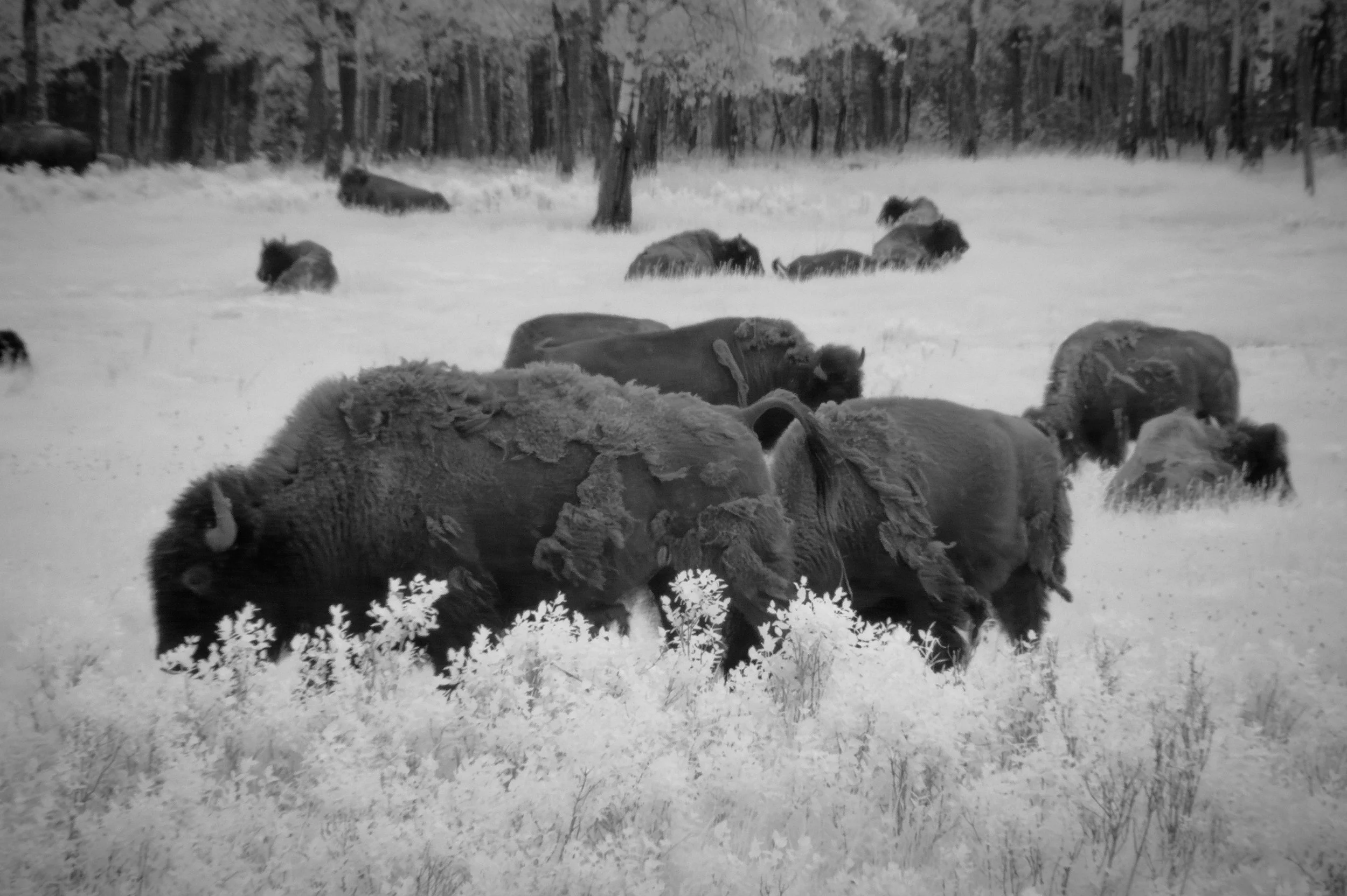 2026-05-17 - IR-10 copy.jpg