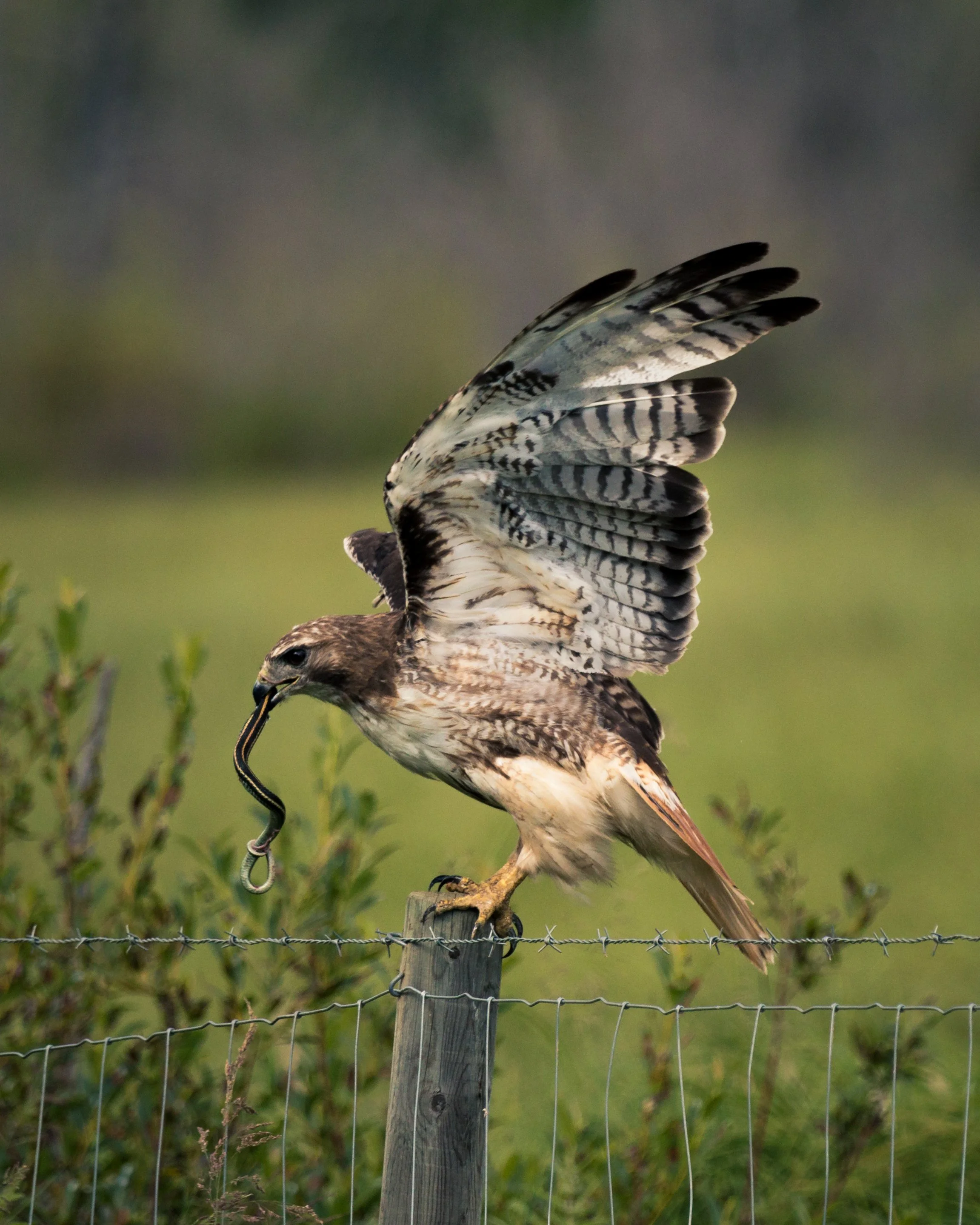 Redtail - 2018-07-15.jpg