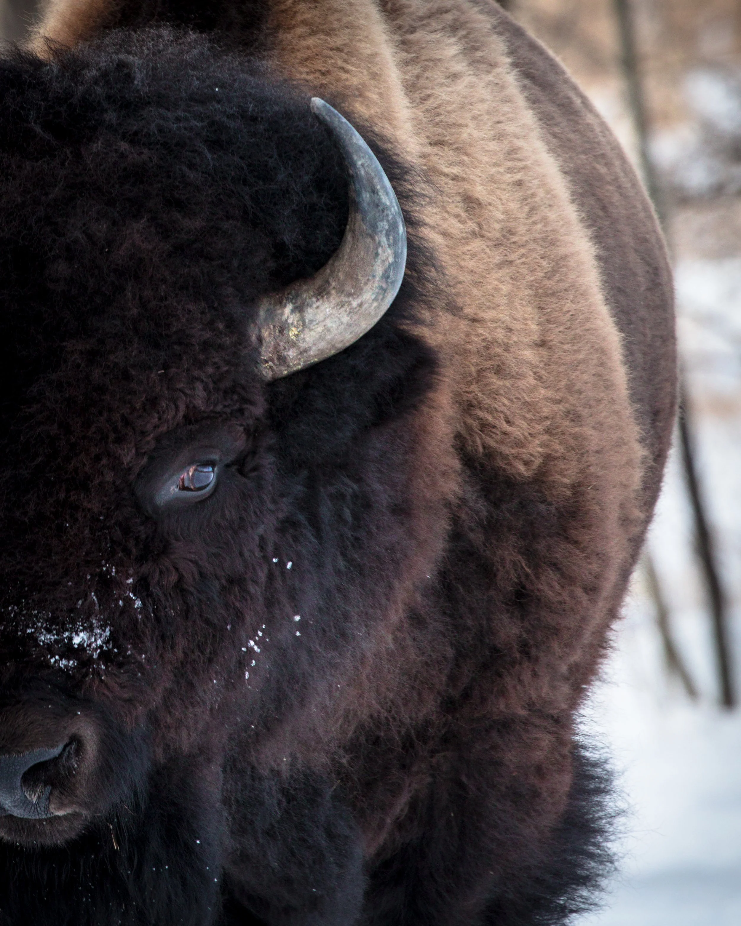 2021-09-30 - Bison.jpg