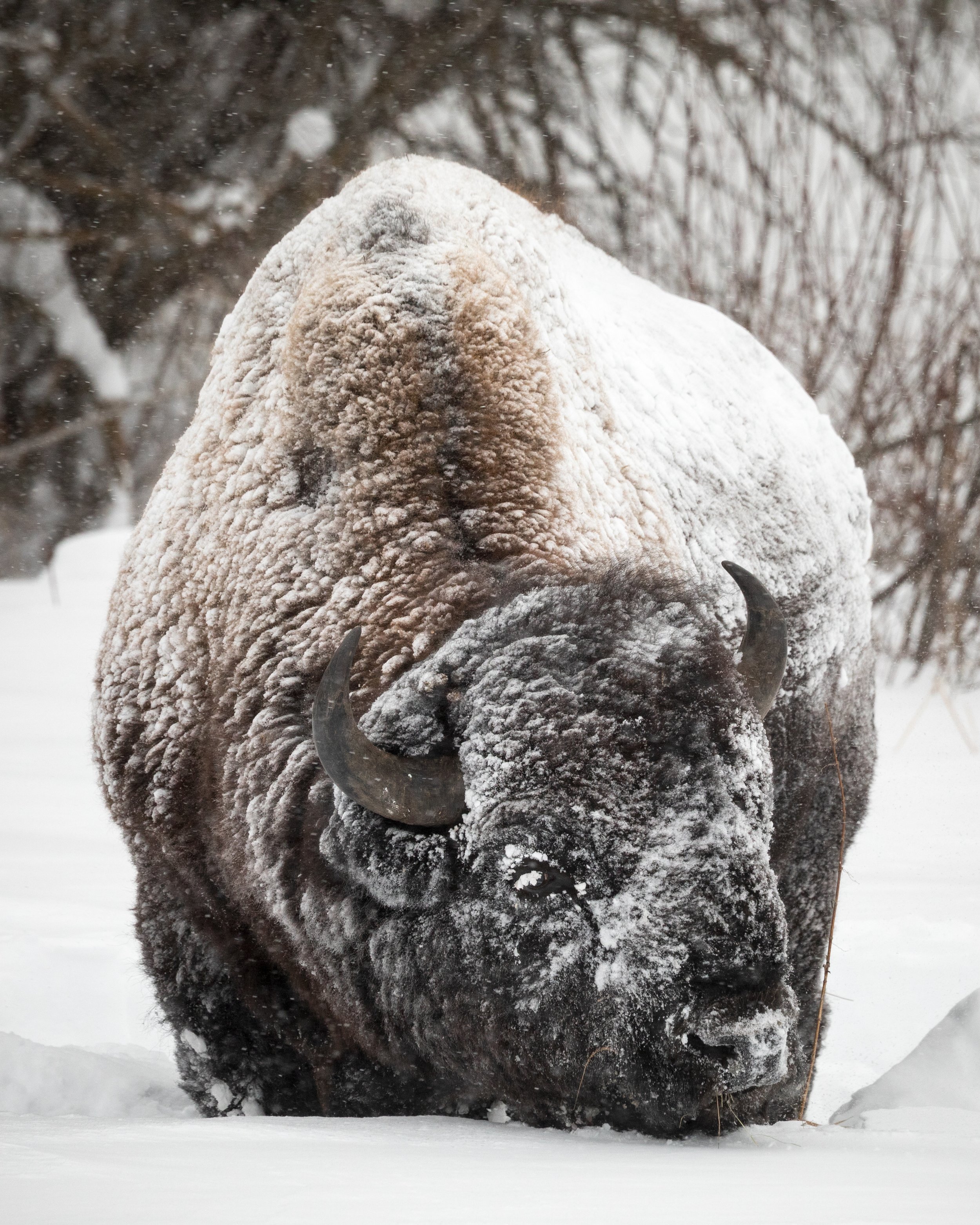 2025-12-27 - Bison-4.jpg