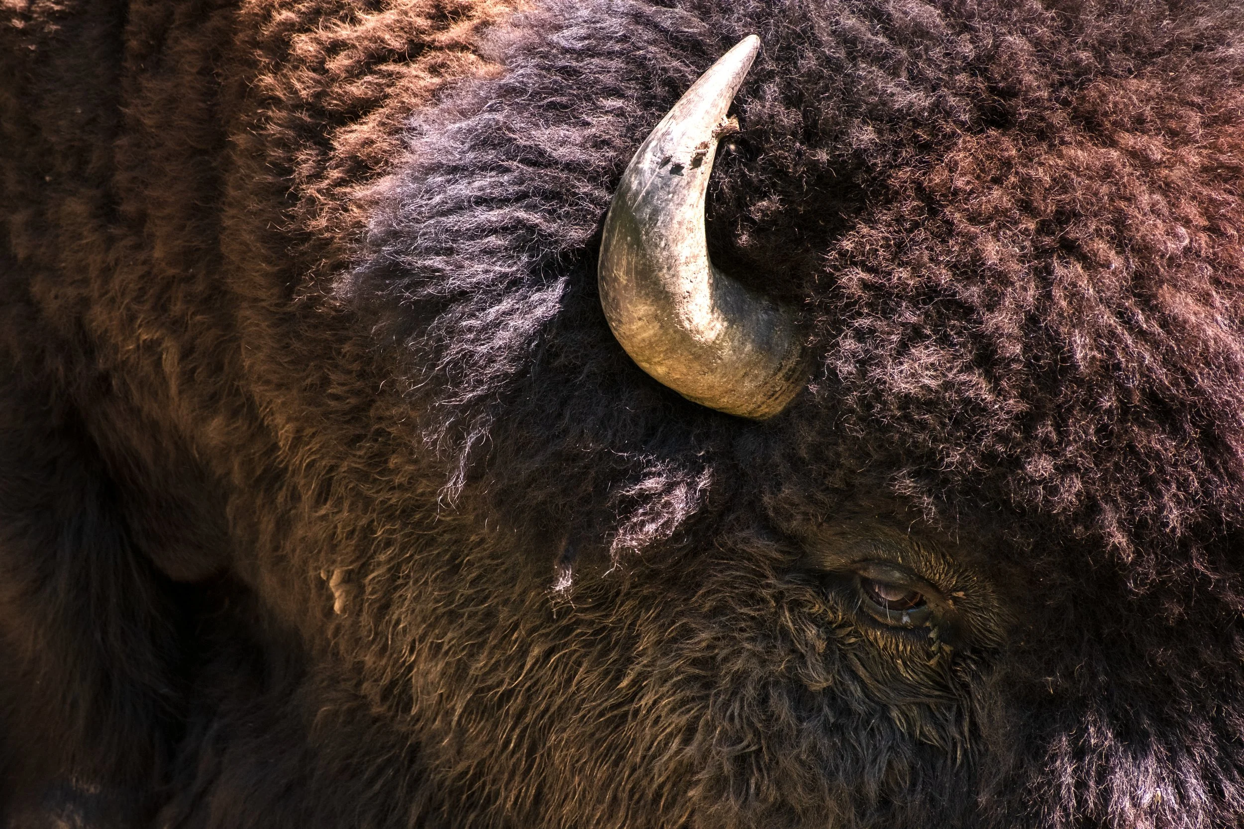 2026-07-03 - IRBison-2.jpg