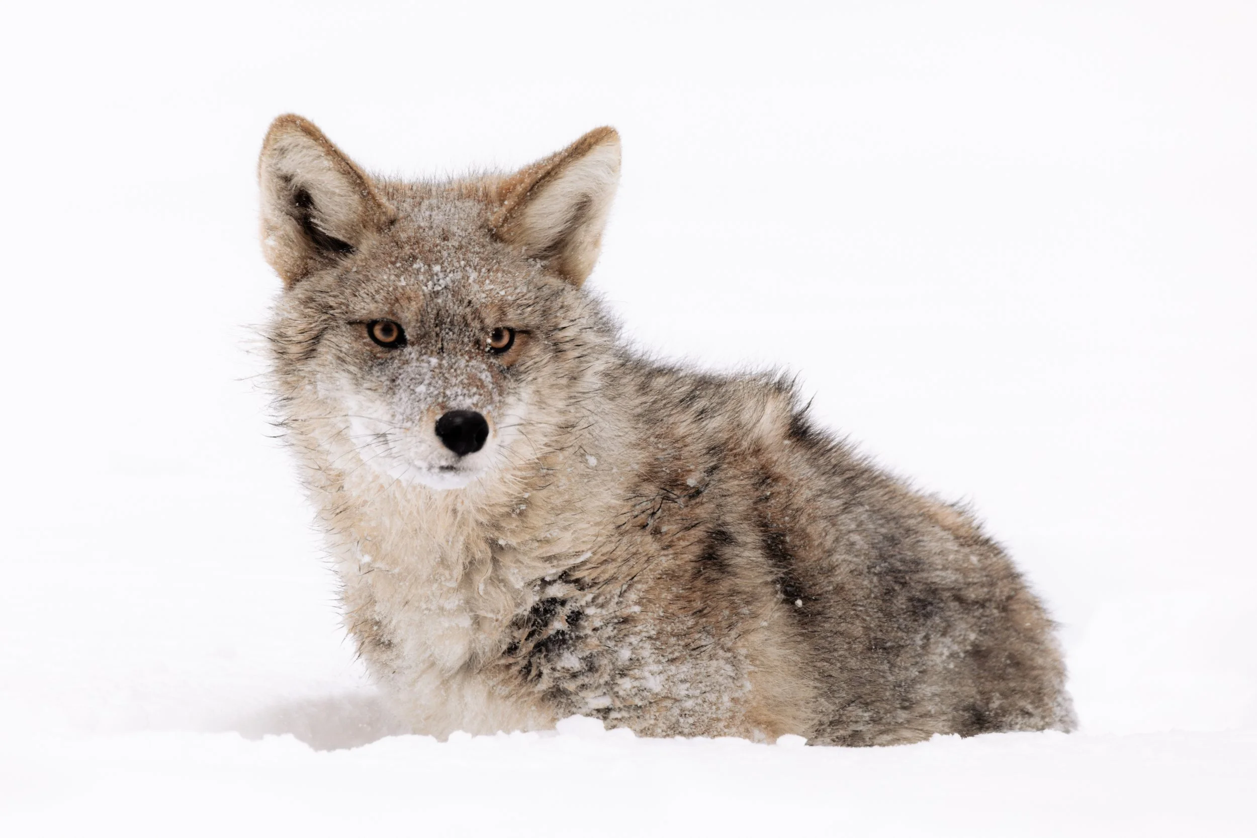 2025-12-27 - Bison-5.jpg