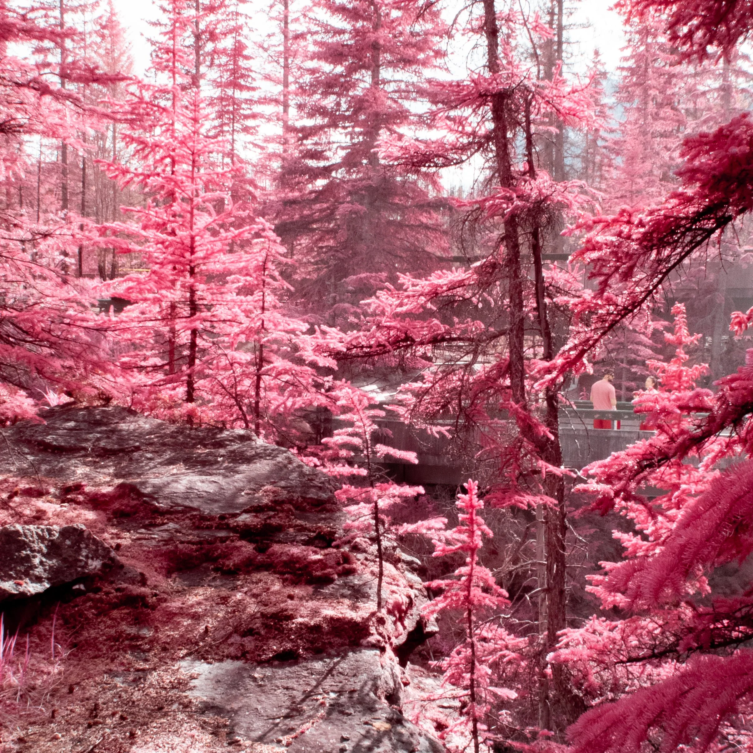 2025-05-26 - IR-8.jpg