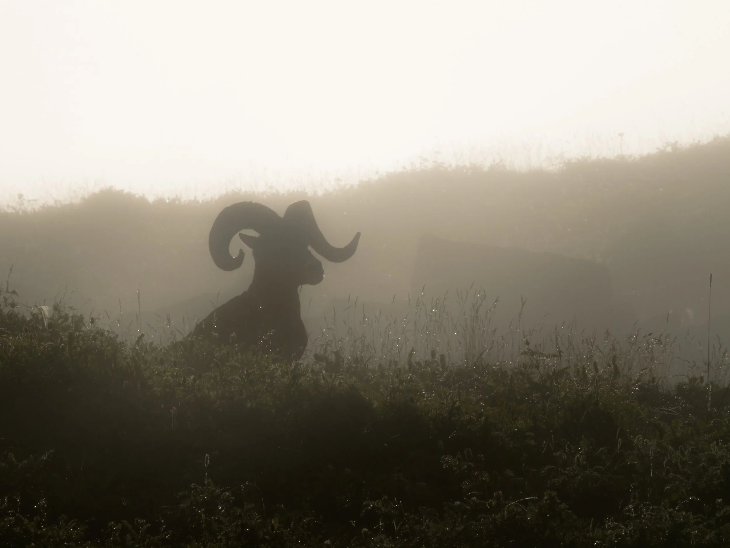 2019-09-01 - Ram i-2.jpg