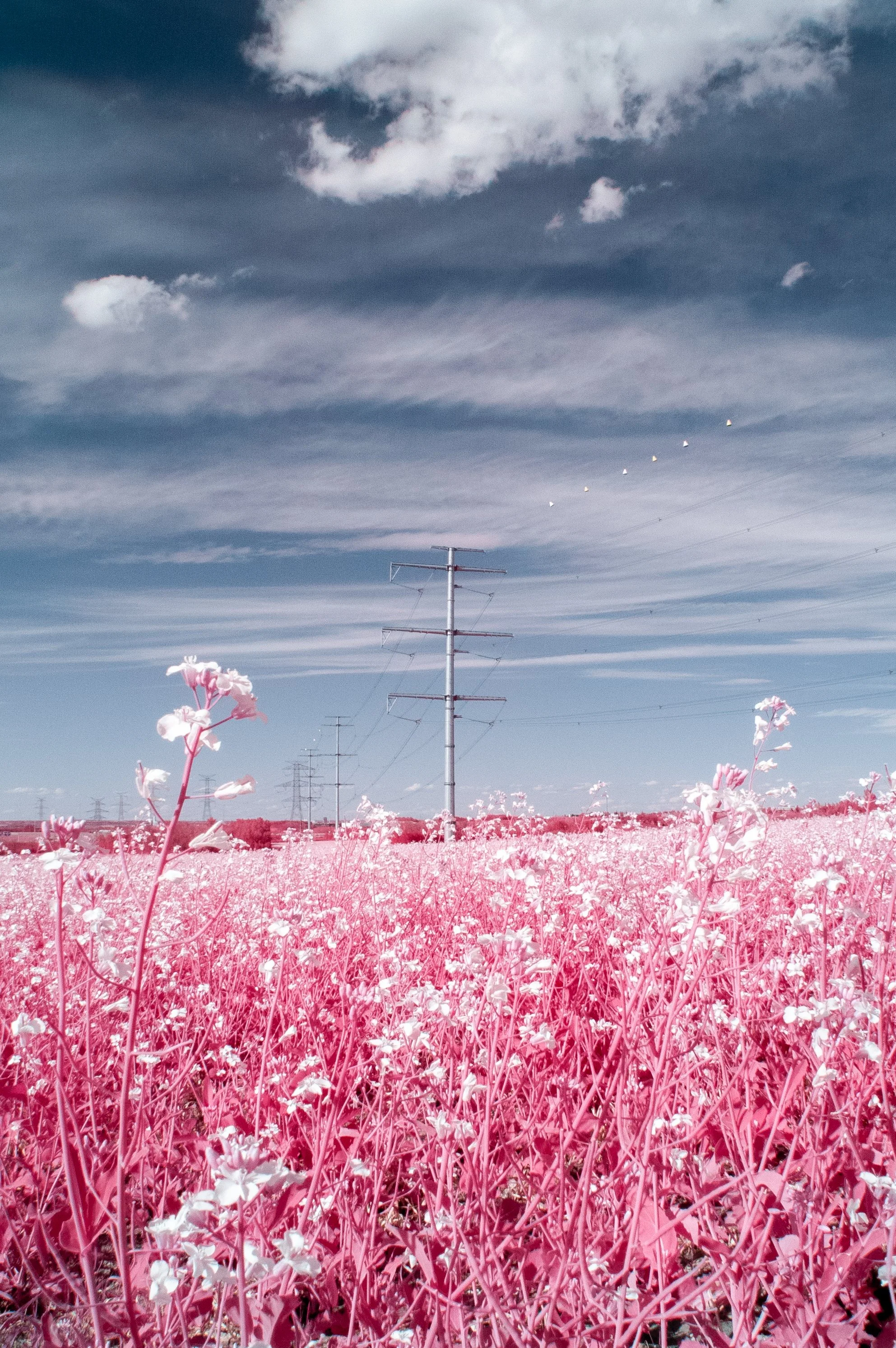 2025-07-12 - IR-5.jpg