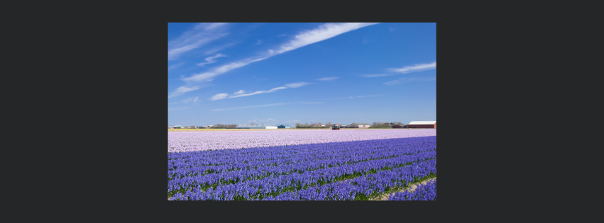 Purple and pink flower fields in bloom