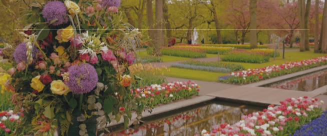 Keukenhof Gardens in bloom