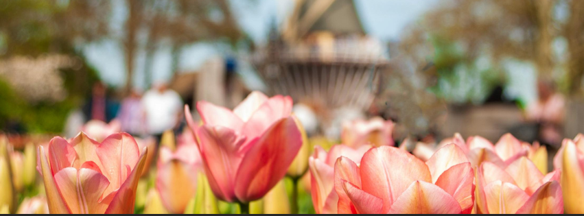 Tulip with windmill in the background