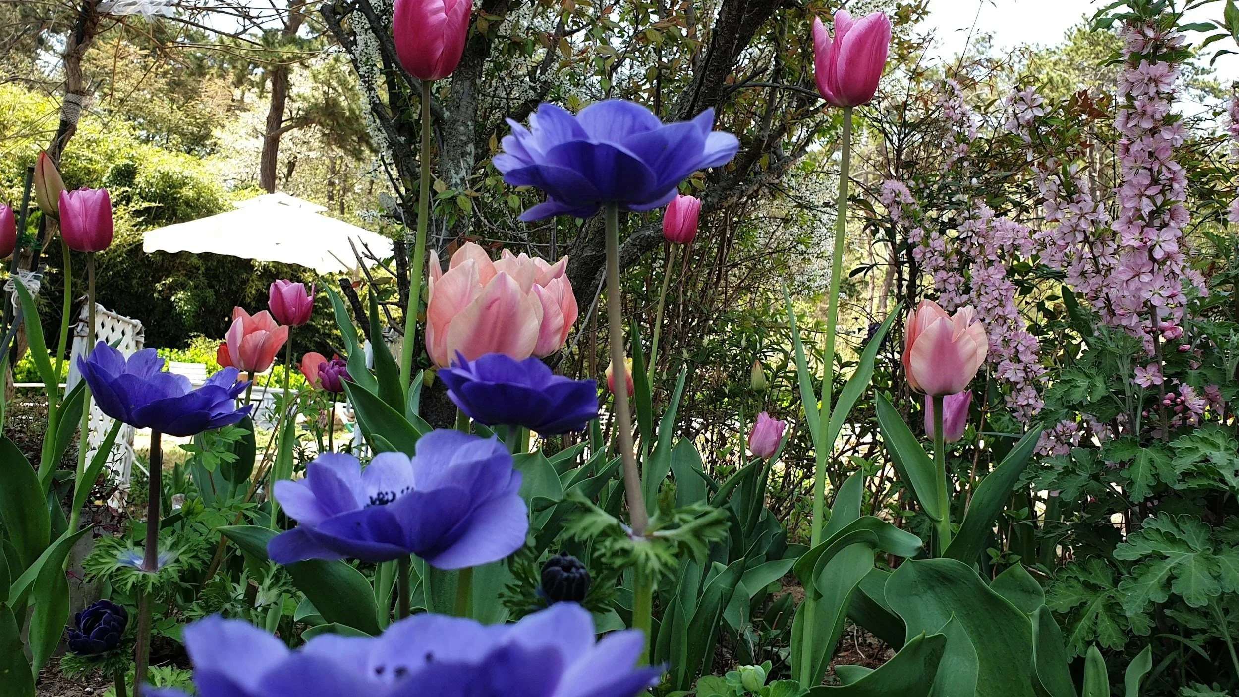 Purple and pink flowers