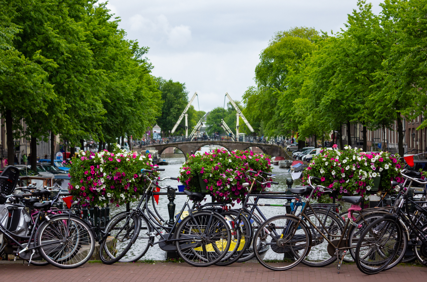 Copy of Untitled Design 8_png 1.png