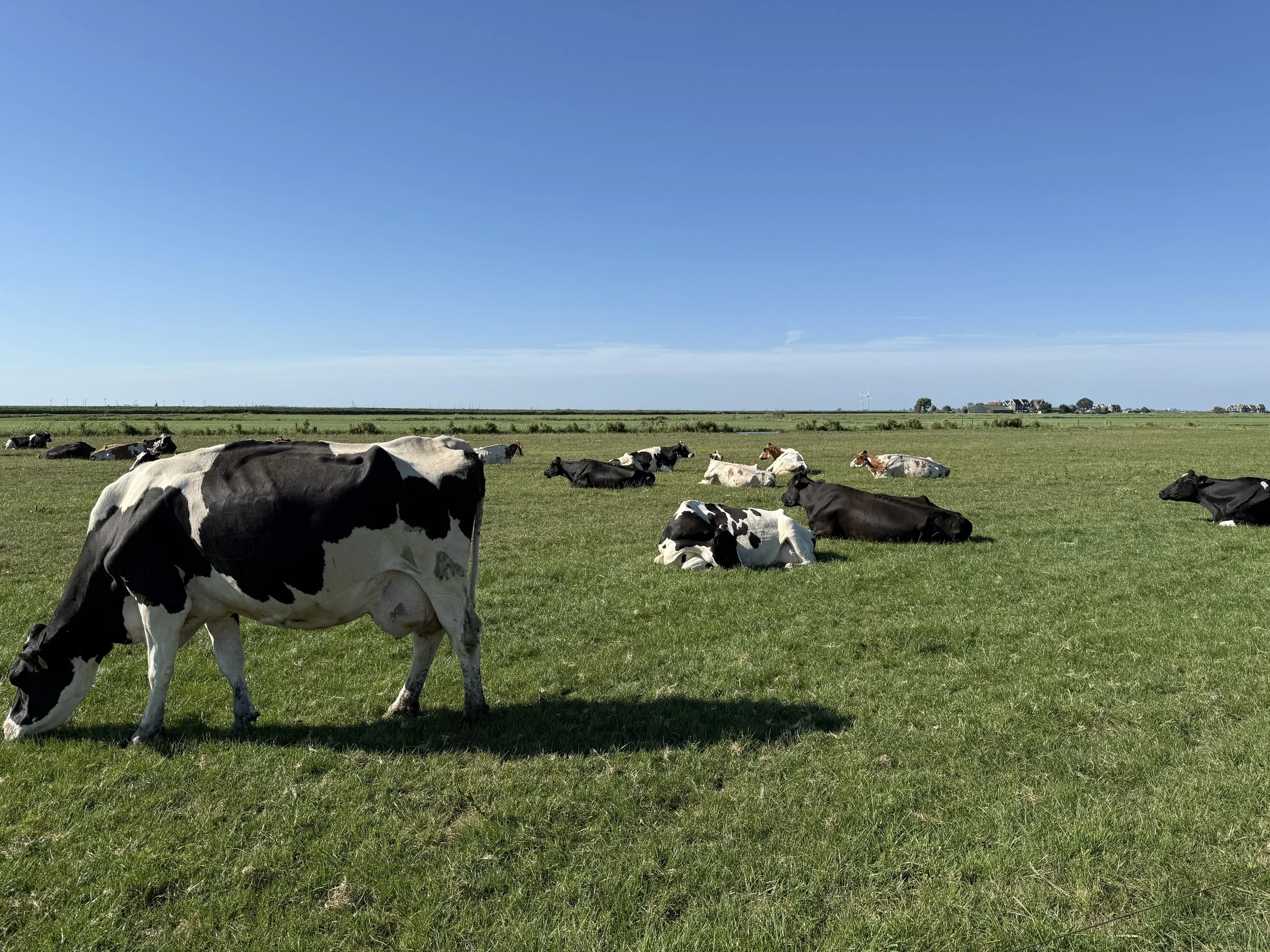 Cows in dutch field