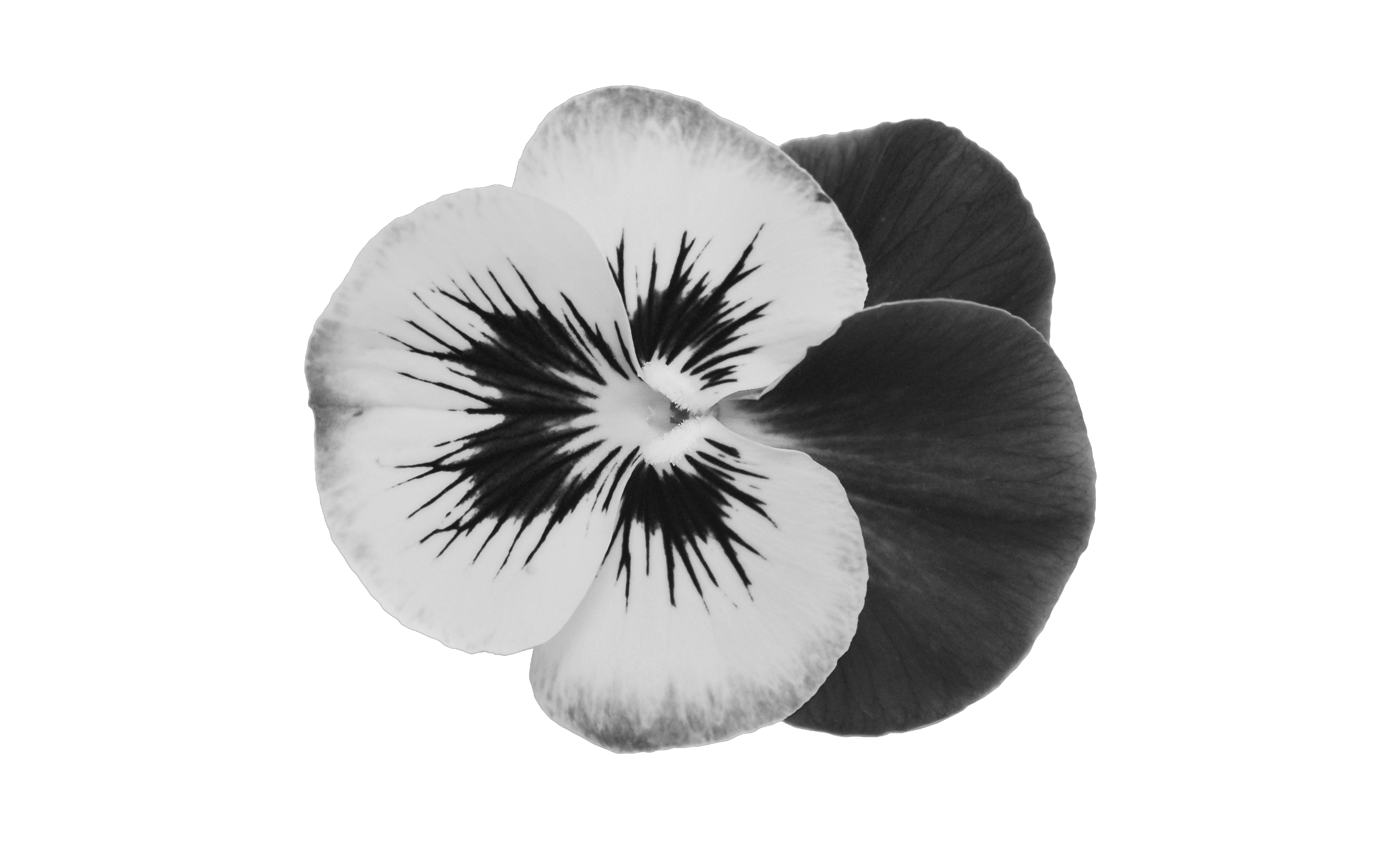 ADHD Coach For Mums Flower Image