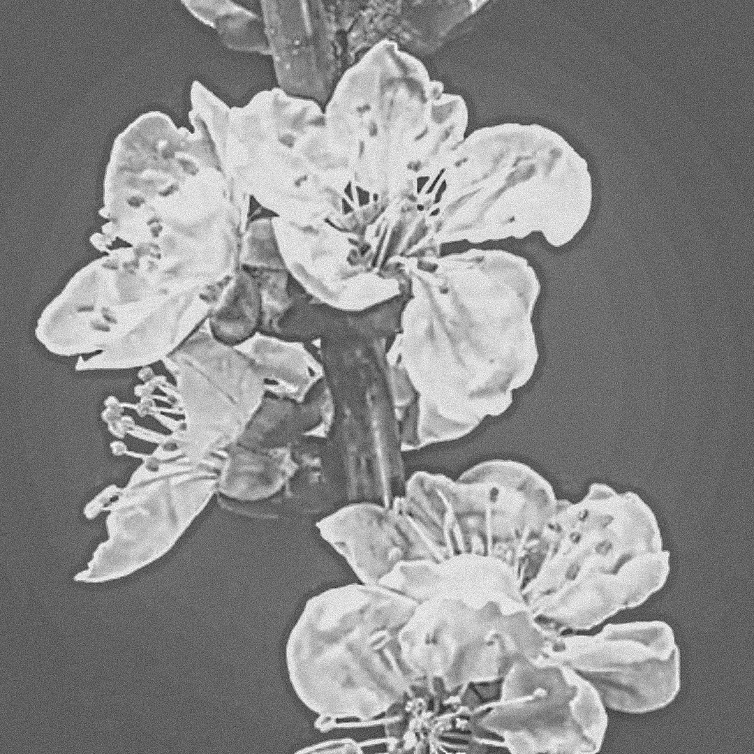 Lou Boyles | The ADHD Coach For Mums. Close-up view of blooming flowers on a branch.