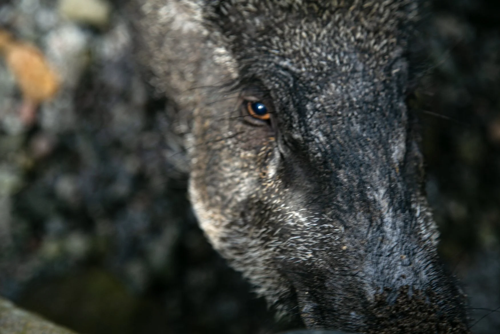 [Southeast, Edgewise] Irwan Ahmett and Tita Salina: The Pact of the Blast