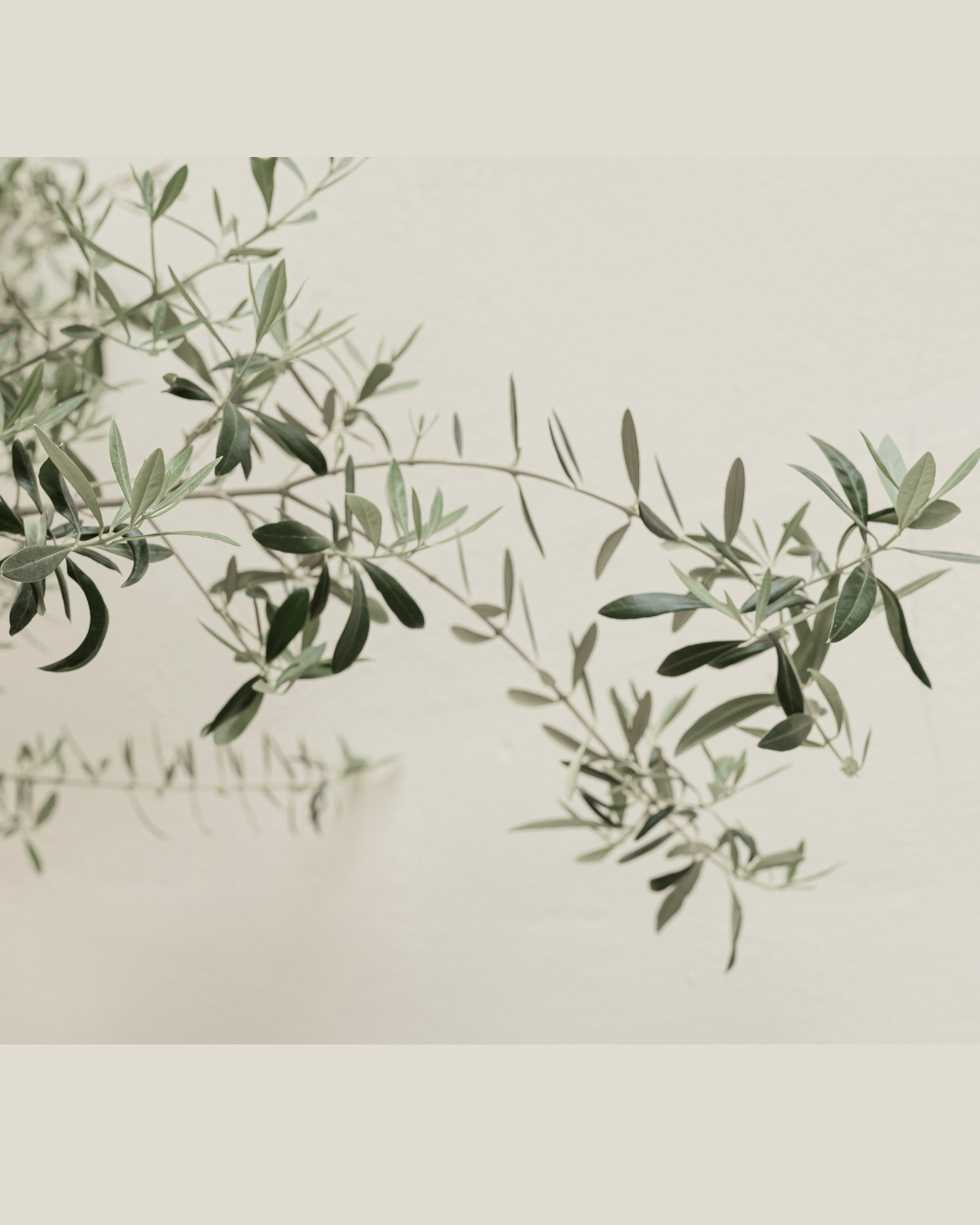 A branch with green elongated leaves against a light, neutral background.