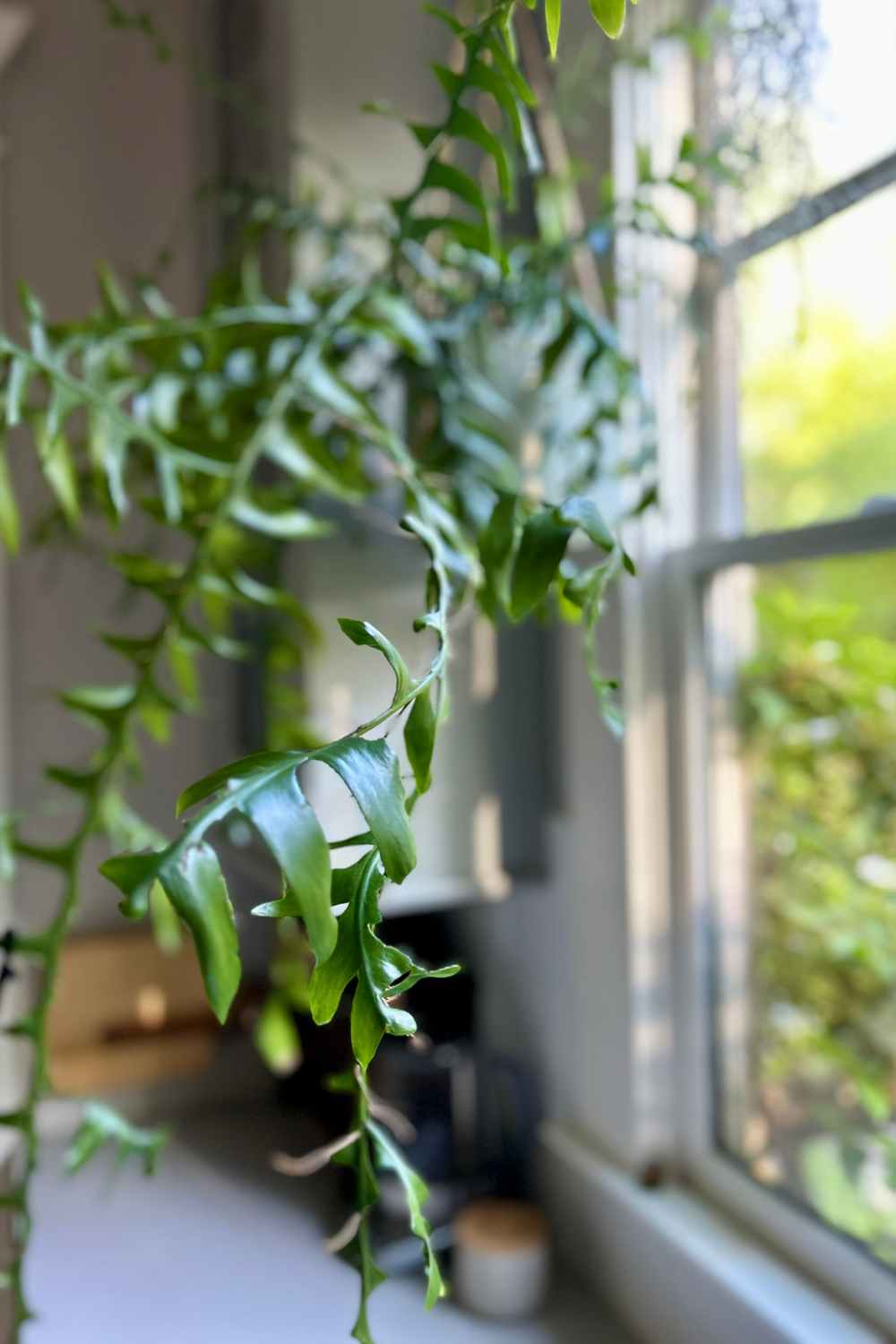 Close-up of green, spiky-Leaf houseplant next to a window with sunlight streaming in.