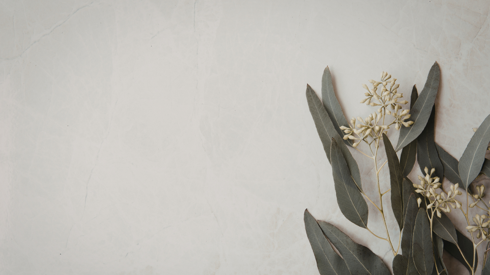 Eucalyptus leaves and small white flowers on a light-colored marble surface.