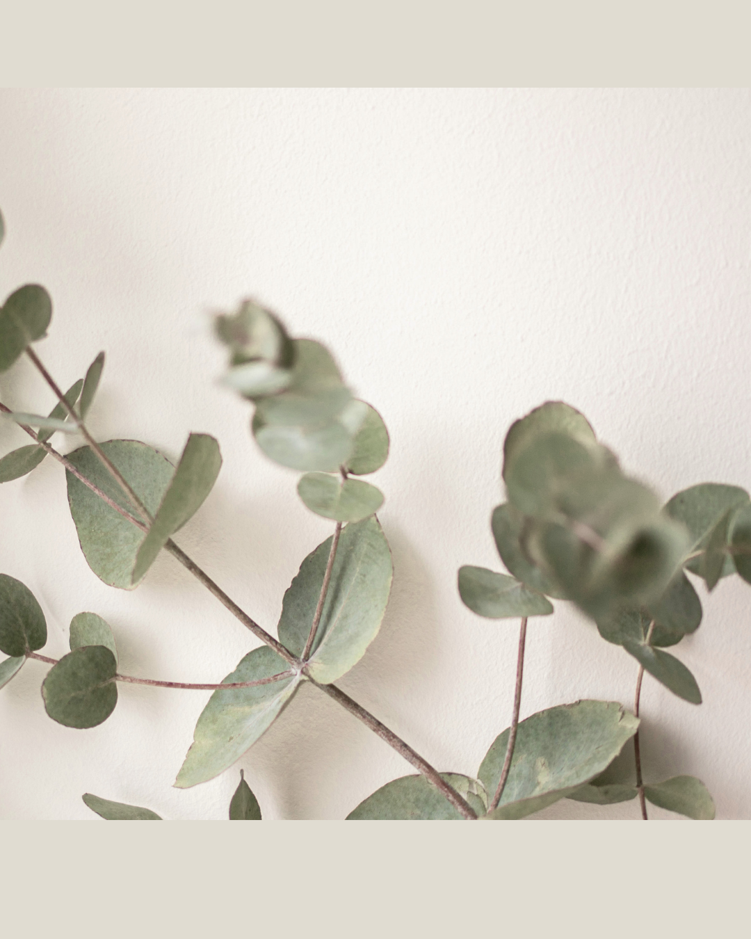 Eucalyptus leaves against a light, neutral background.