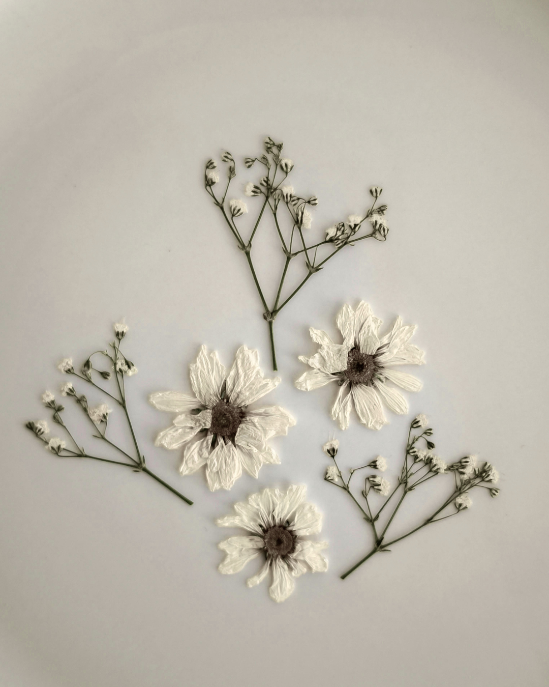 Pressed white flowers and green sprigs arranged on a white background.