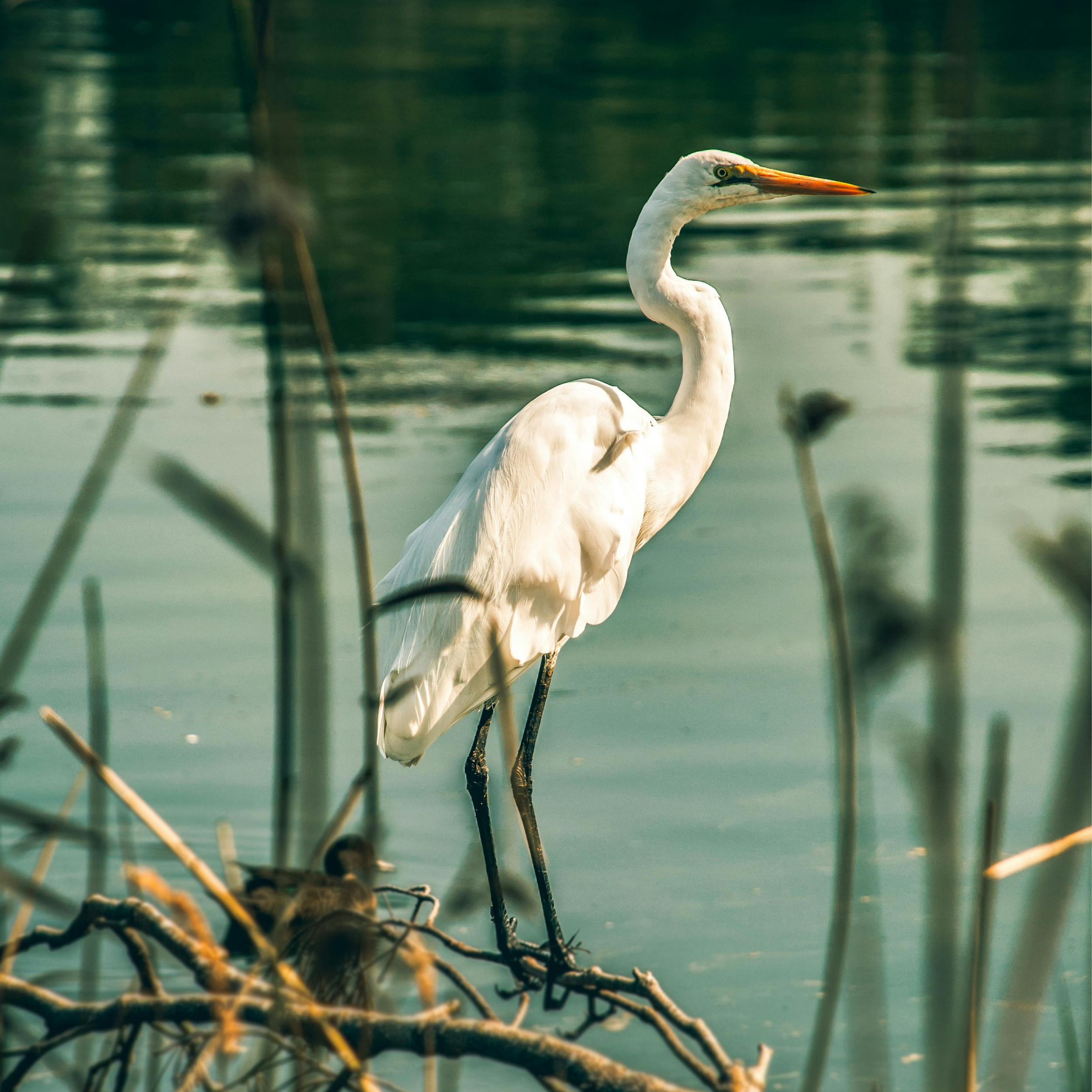 Wildlife-Friendly Habits