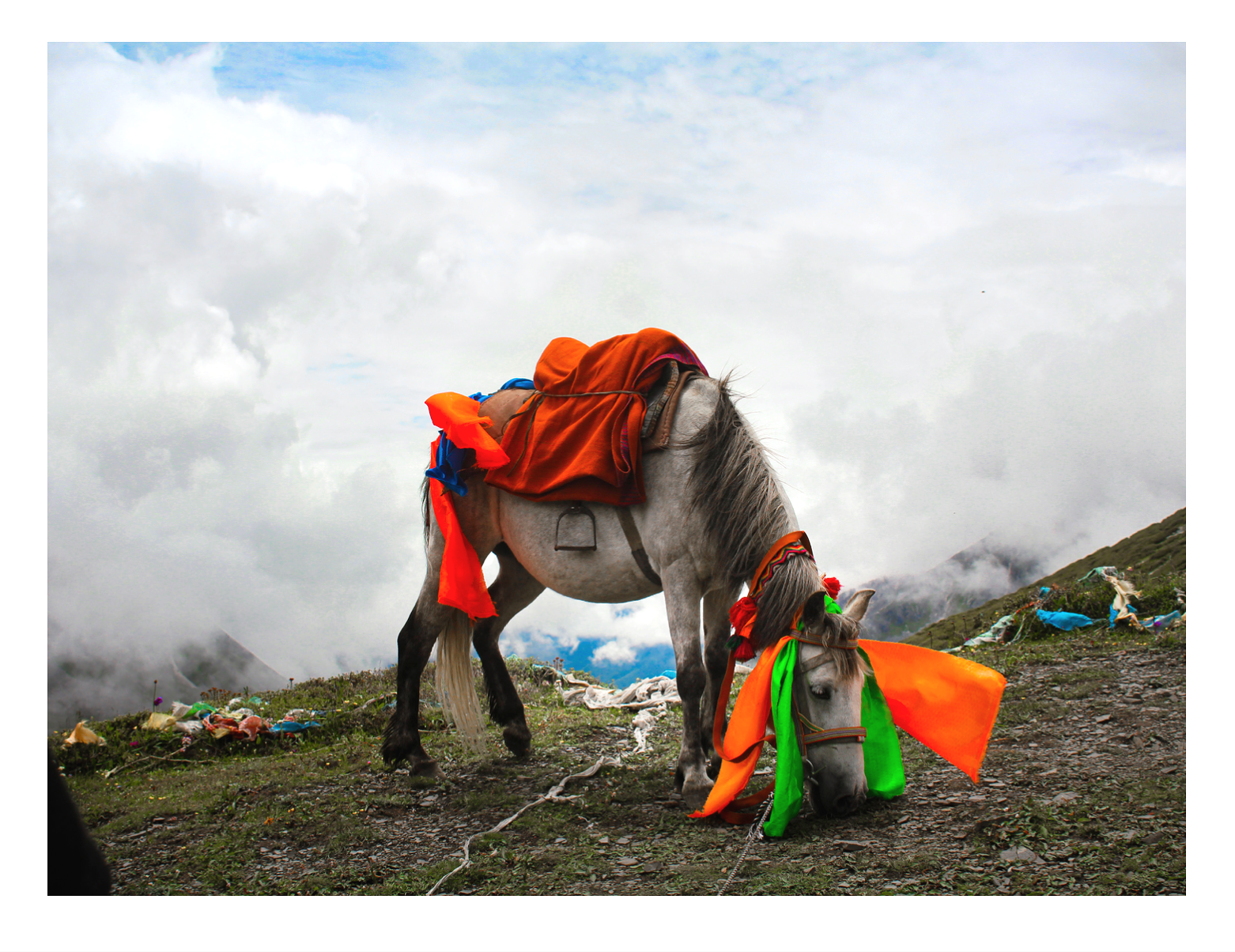 TIBET_HORSE.png