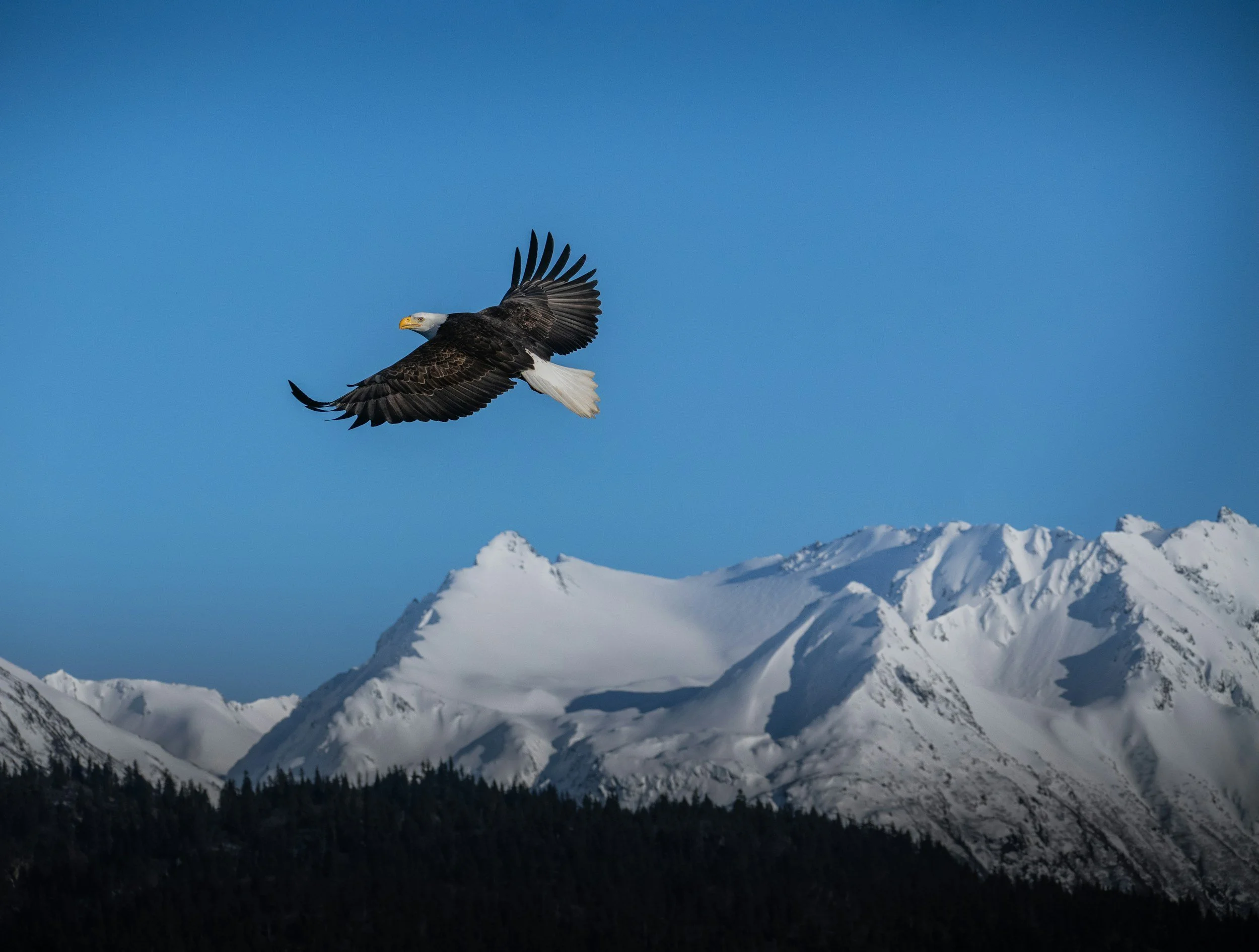 Affordable, virtual, worldwide college counseling. Helping students gain acceptance to highly rated colleges and universities through strategic planning and application support.