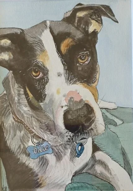 Odie the black white and tan dog