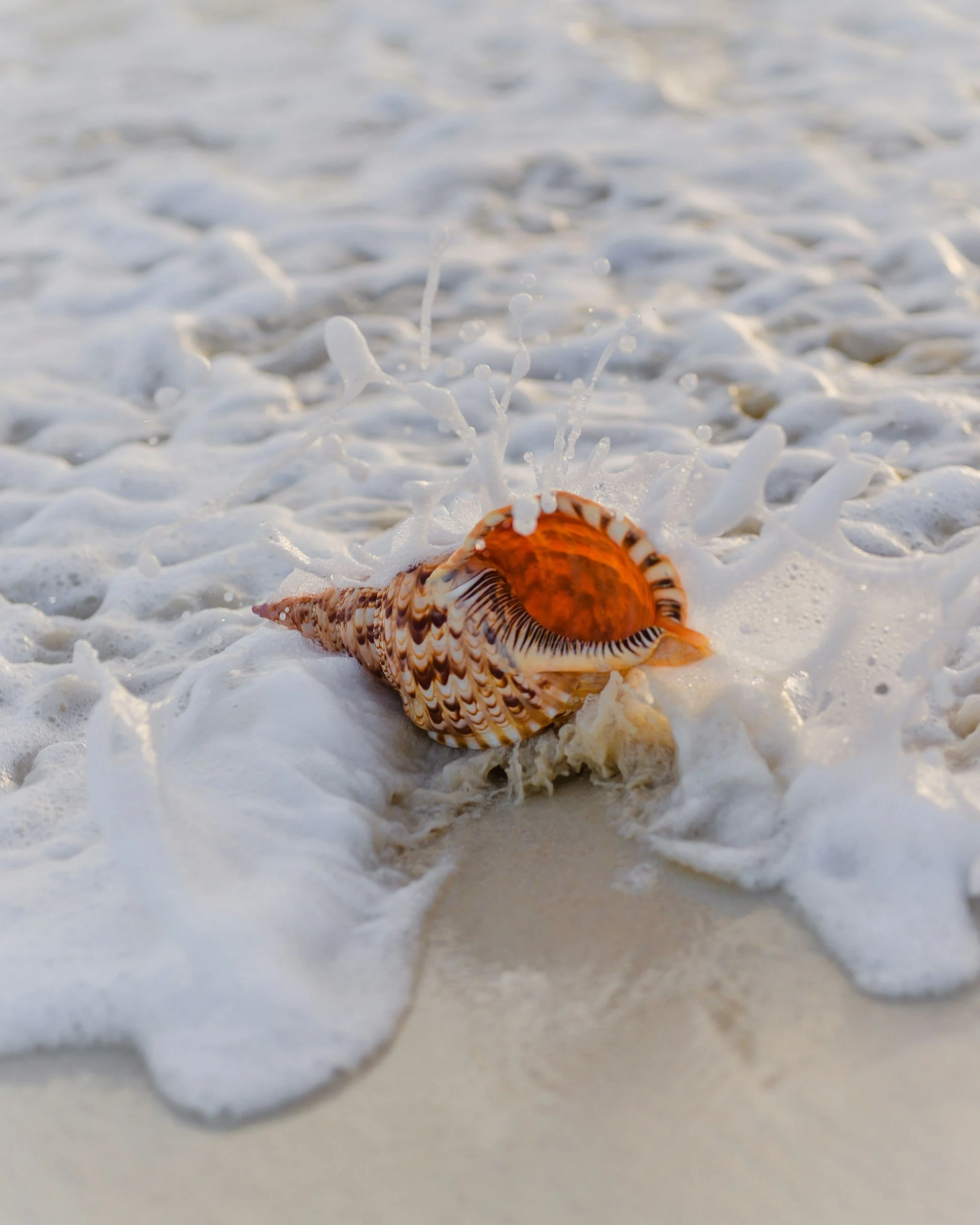 A seashell on the wet sand at the shoreline with foamy water from the ocean splashing around it.