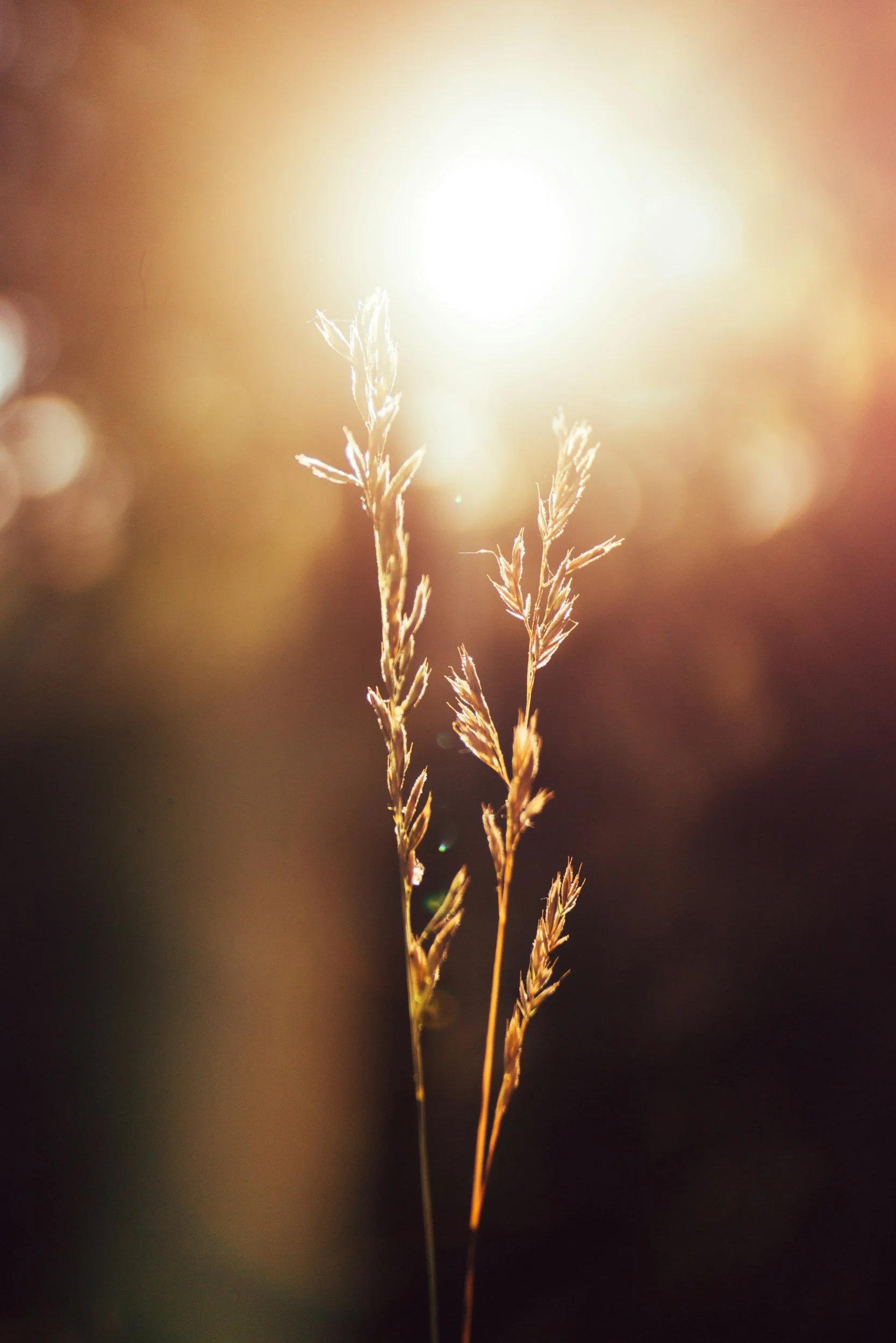 Close-up of two dried grass stalks illuminated by sunlight with a warm glow and soft blurred background.